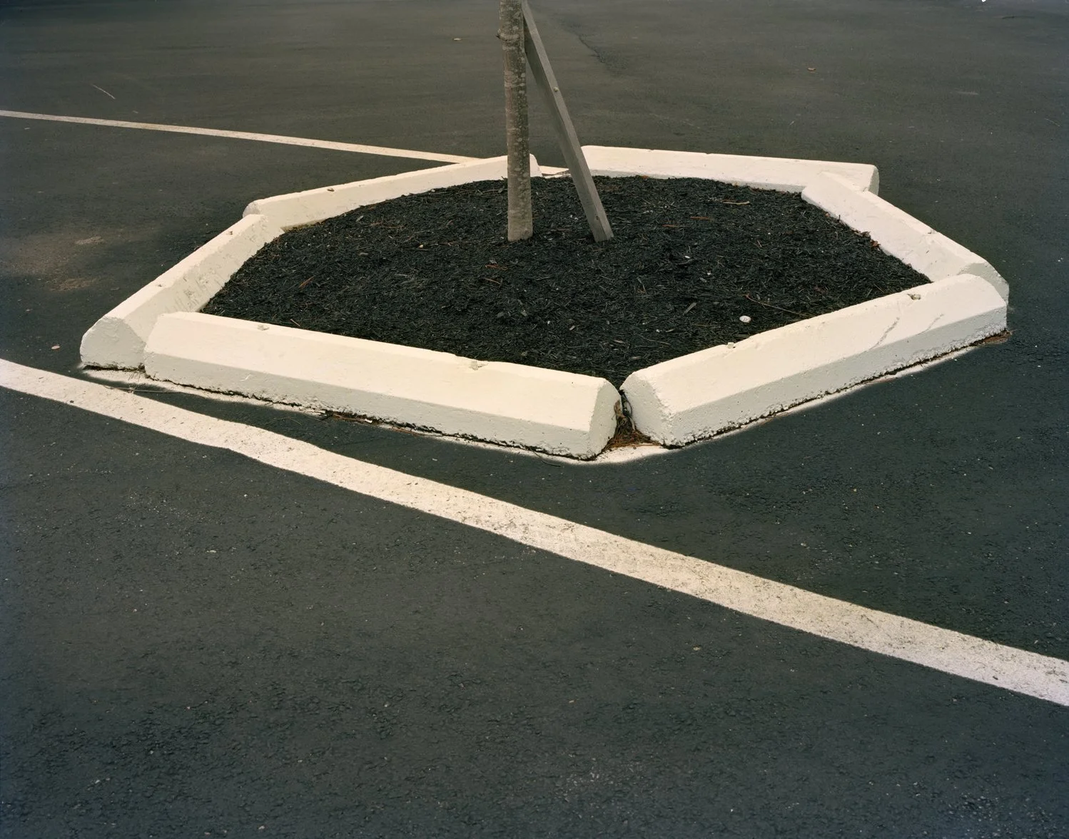 Parkingtree_926.jpg