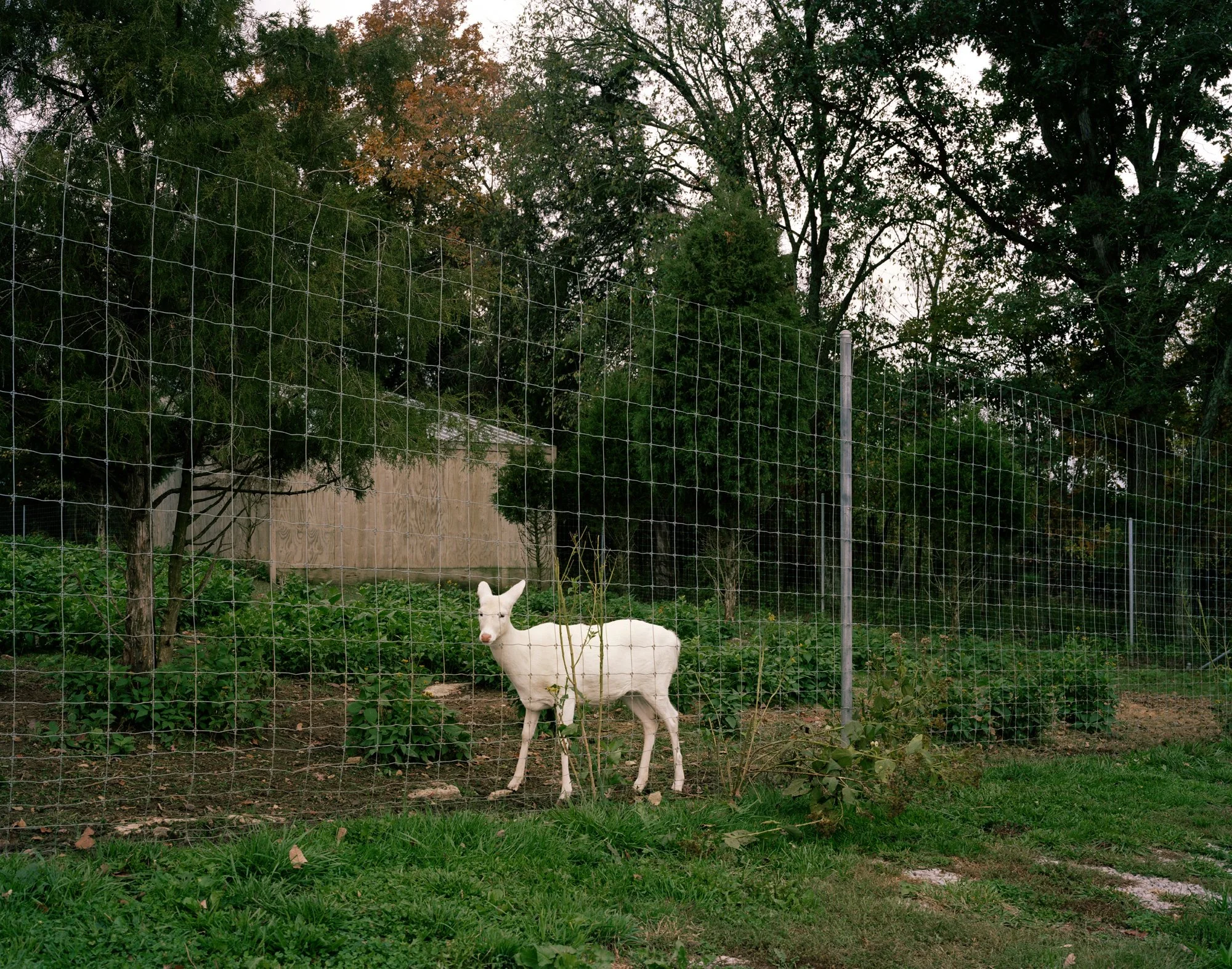 White deer-final-849-forweb.jpg