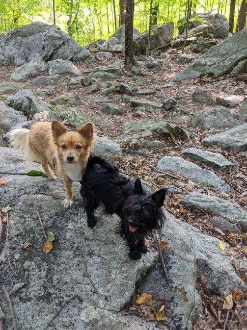 Lucy + Milo hiking