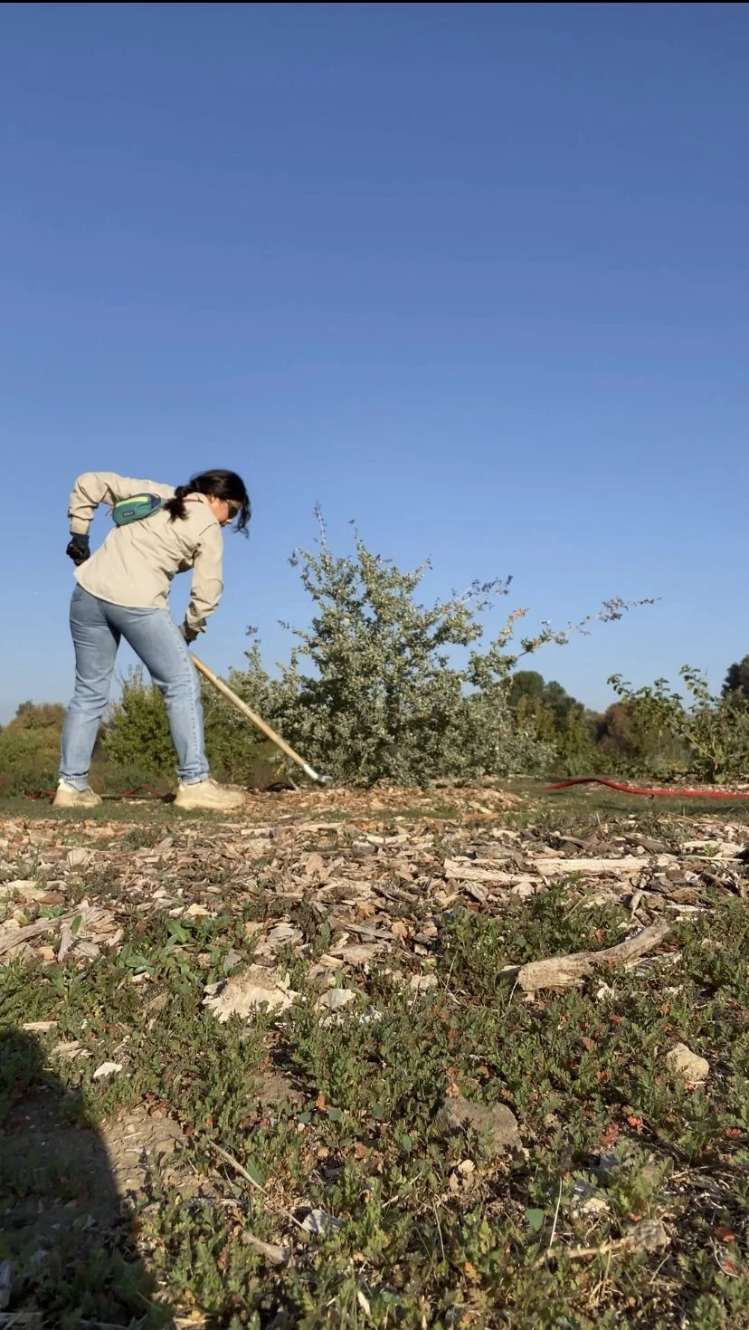 Volunteer Opportunity: Restoration at the Sepulveda Basin Wildlife Reserve