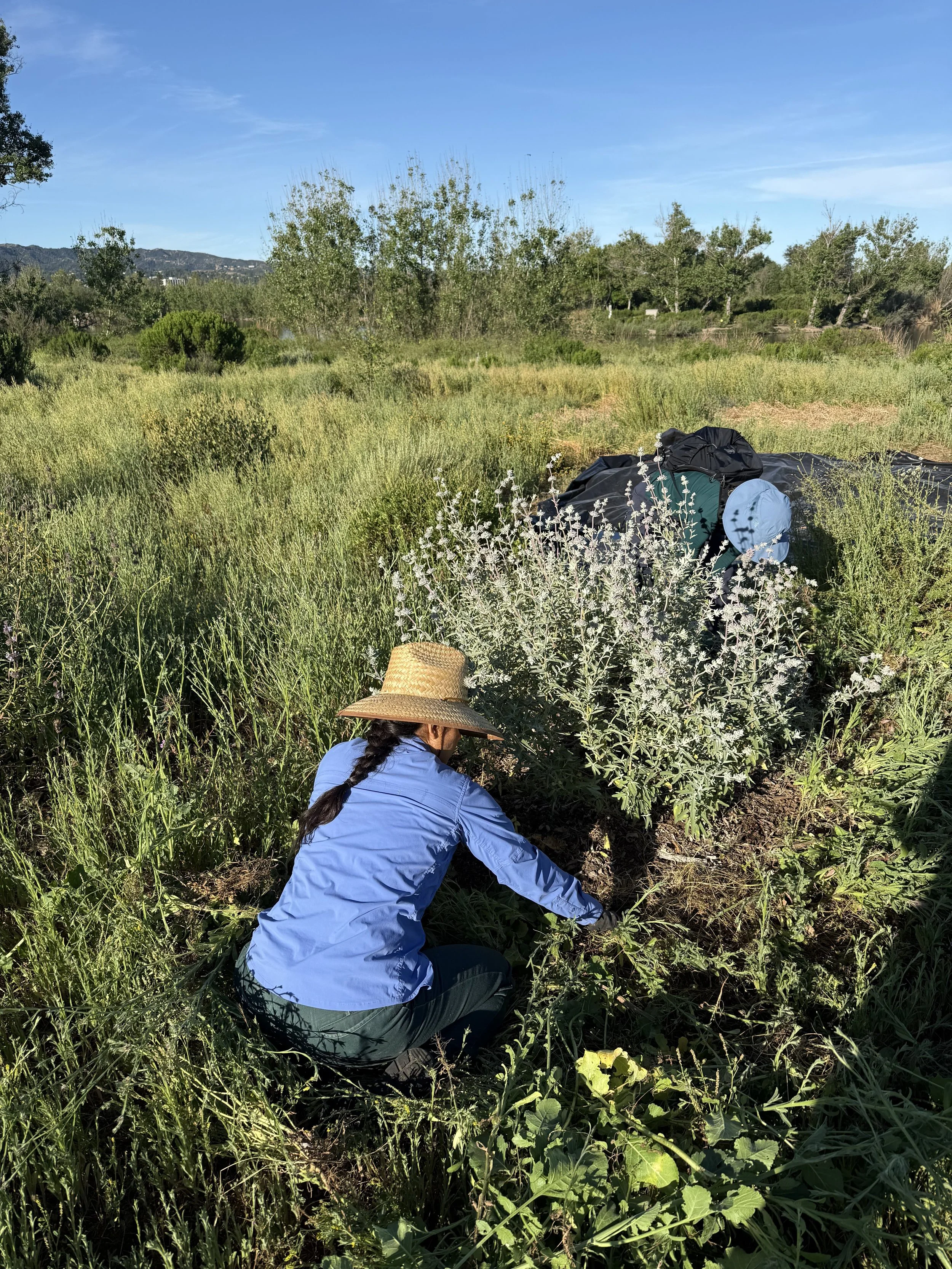 Volunteer Opportunity: Restoration at the Sepulveda Basin Wildlife Reserve 