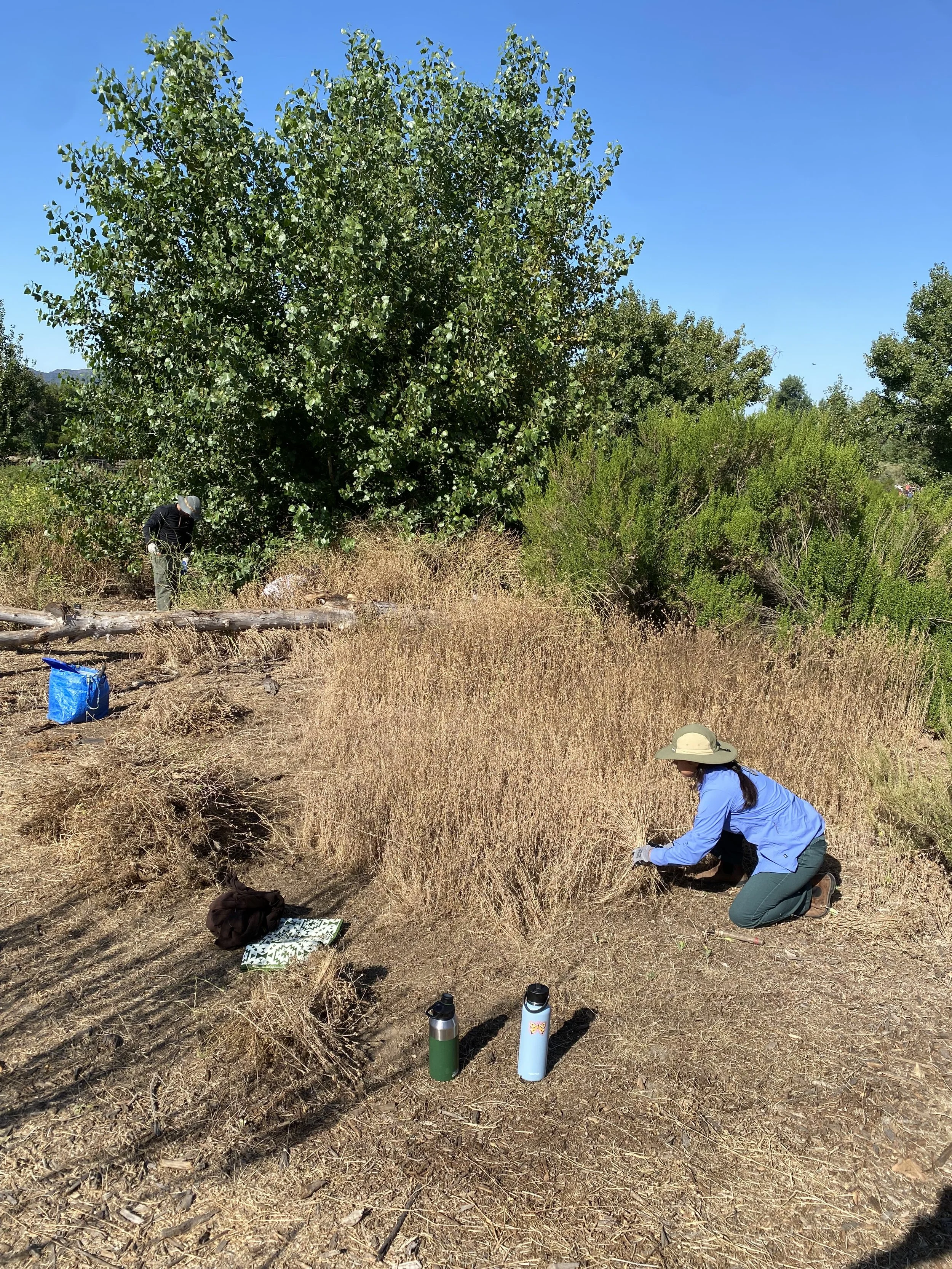 Volunteer Opportunity: Restoration at the Sepulveda Basin Wildlife Reserve 