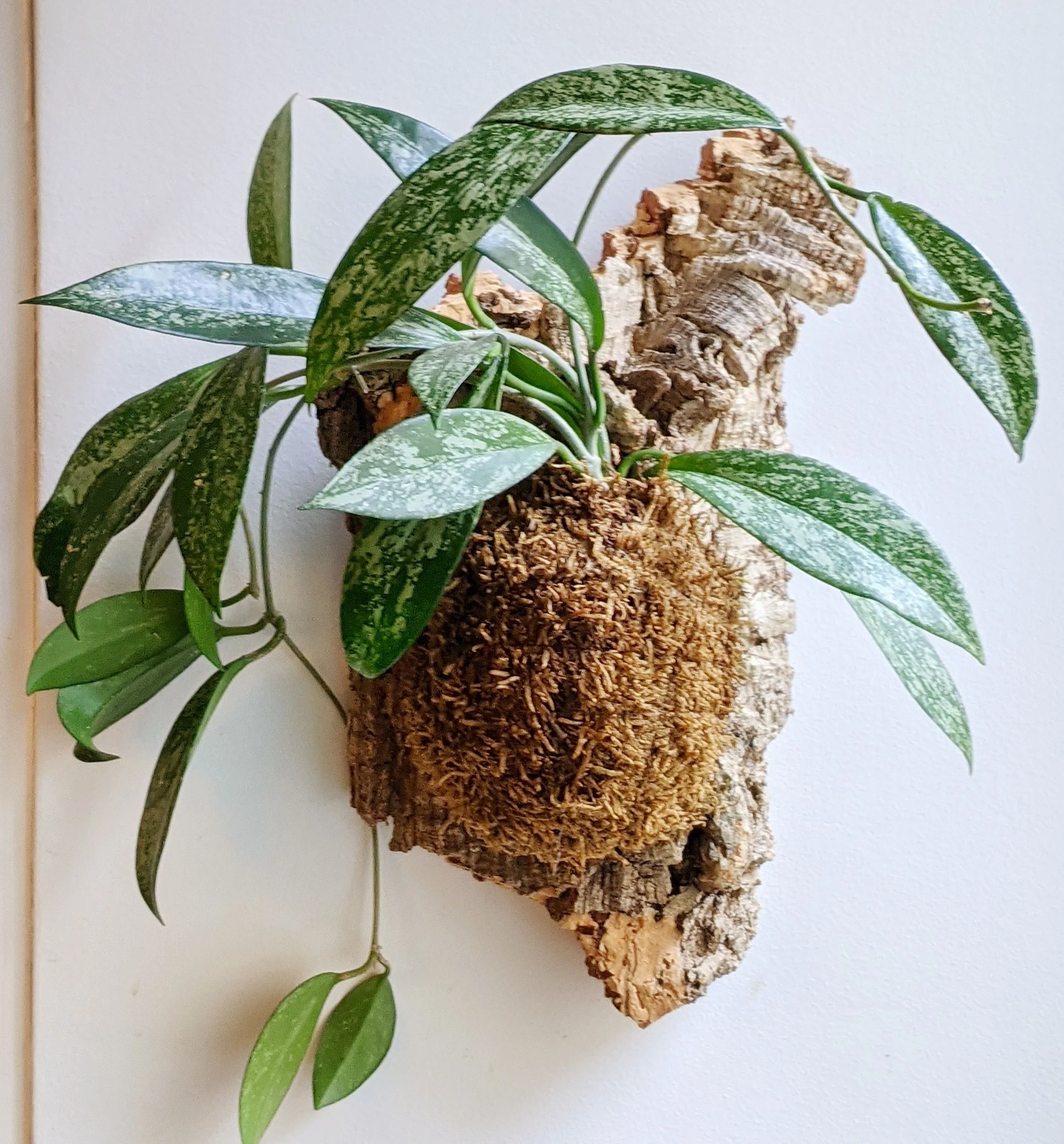 Mounted Hoyas and Mimosas with PLNTR