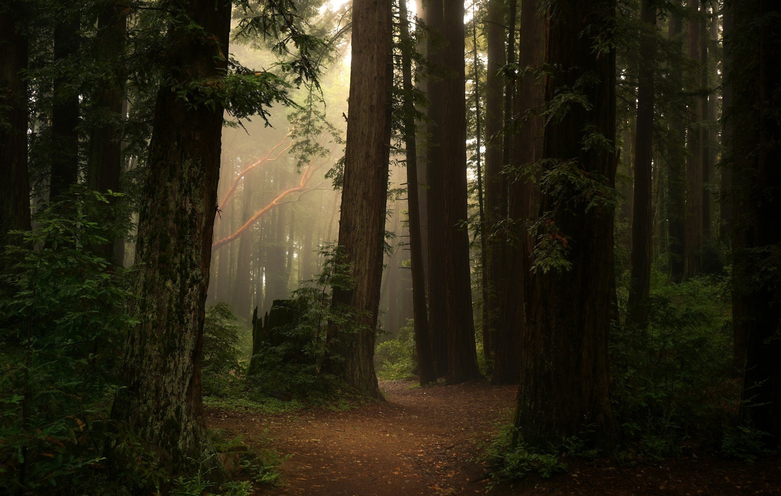 Healing Trauma and PTSD: What Healing Can Look Like