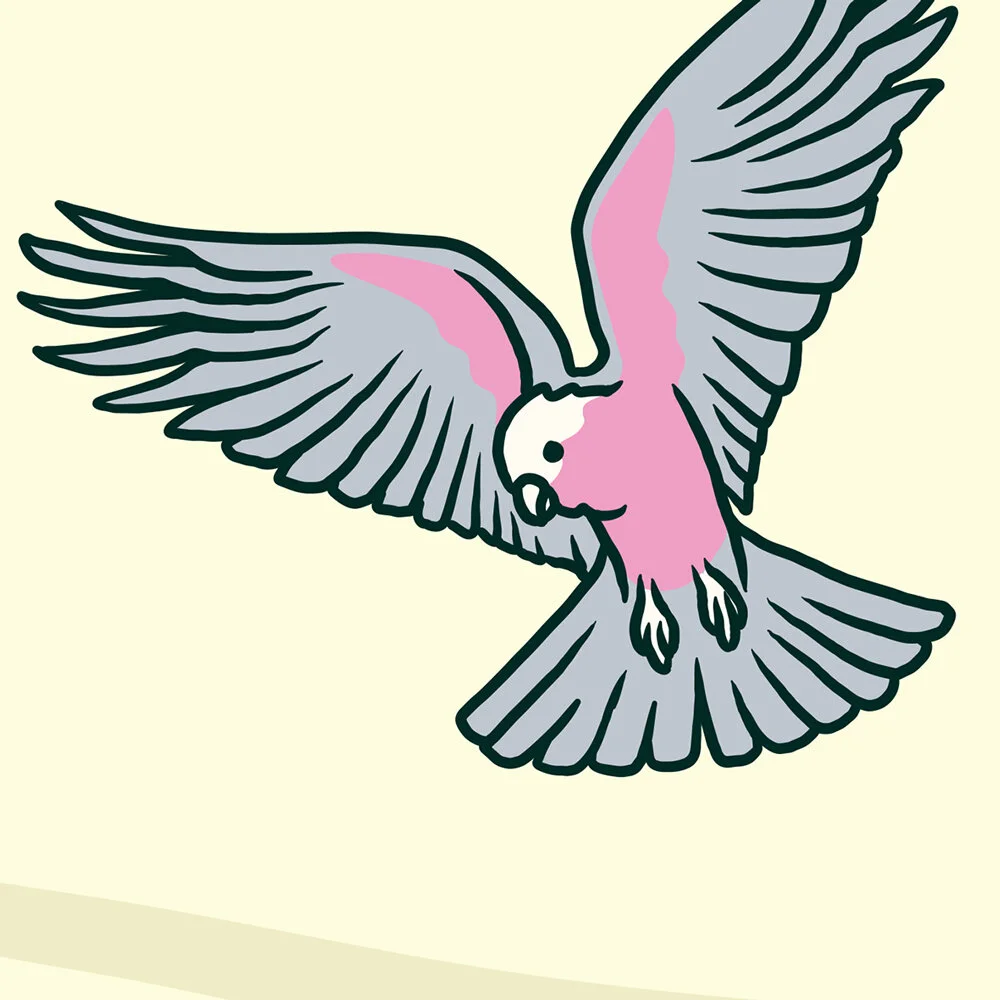 Kiel-Tillman-Galah-Art-Print-Product-Image-2.jpg