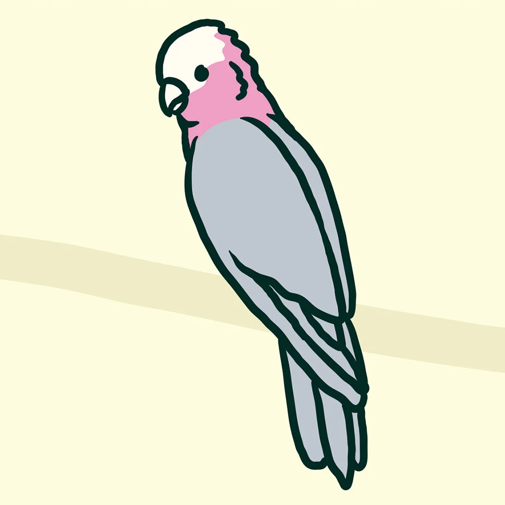 Kiel-Tillman-Galah-2-Art-Print-Product-Image-2.jpg