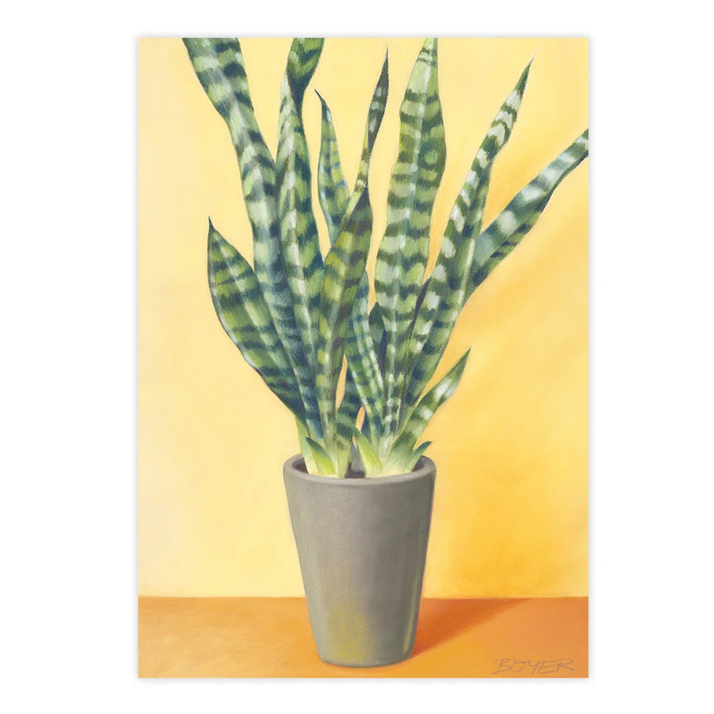 Susy-Boyer-Sunny-Sansevieria-art-print.jpg
