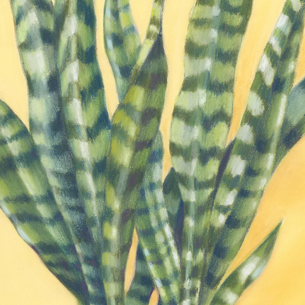 Susy-Boyer-Sunny-Sansevieria-art-print-2.jpg
