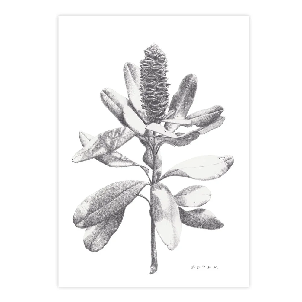 Susie_Boyer_A3_4_banksia.jpg
