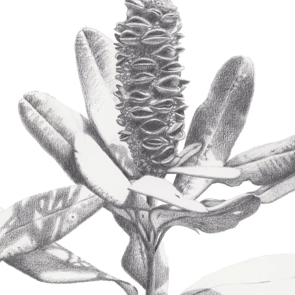 Susie_Boyer_A3_4_banksia_2.jpg