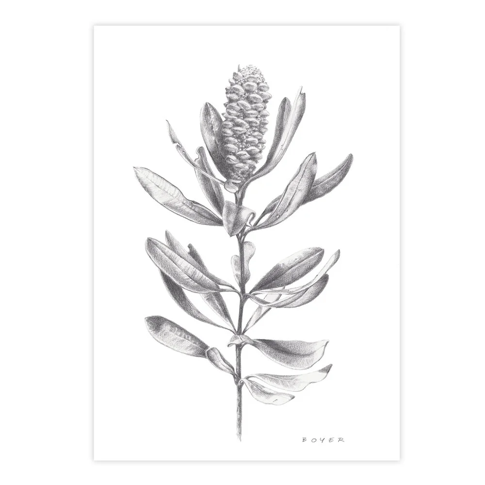 Susie_Boyer_A3_2_banksia.jpg