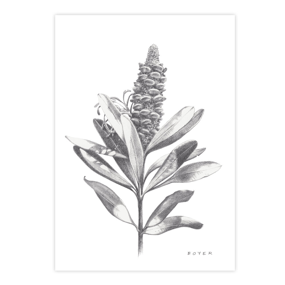 Susie_Boyer_A3_1_banksia.jpg