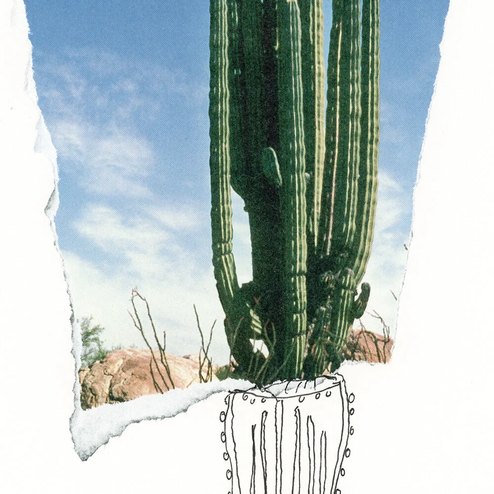 Michael-Stiegler-cactus-solo-Art-Print-Product-Image-2.jpg