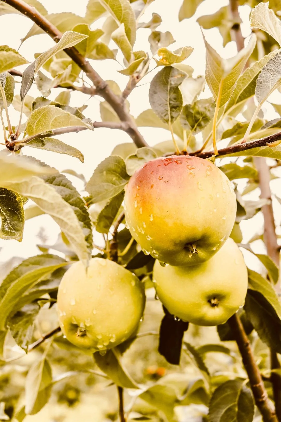 Wisdom and Correction is the    Father’s Love