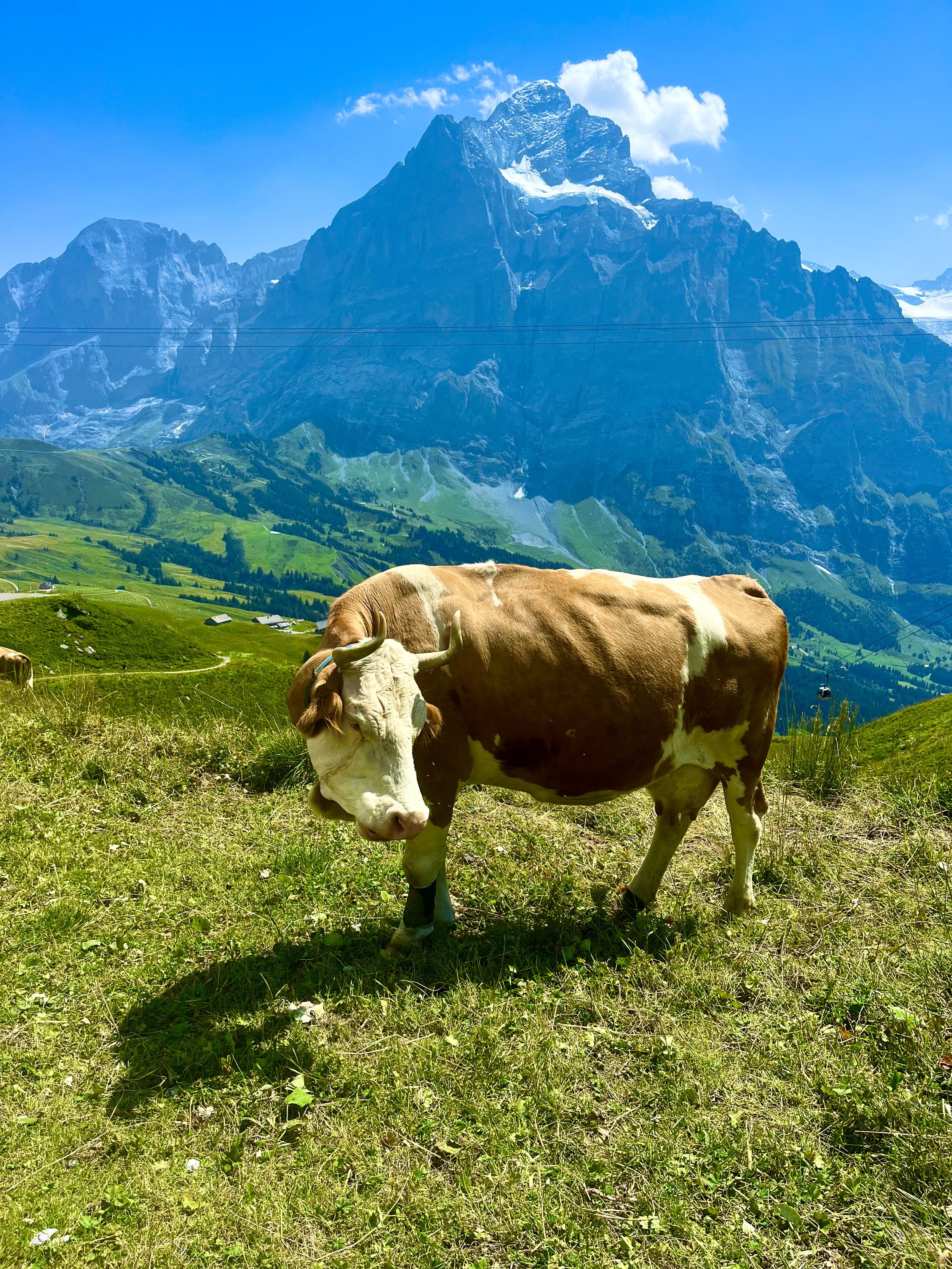 Environmental photograph of a cow grazing in an alpine pasture in Grindelwald, Switzerland, framed by mountainous scenery.