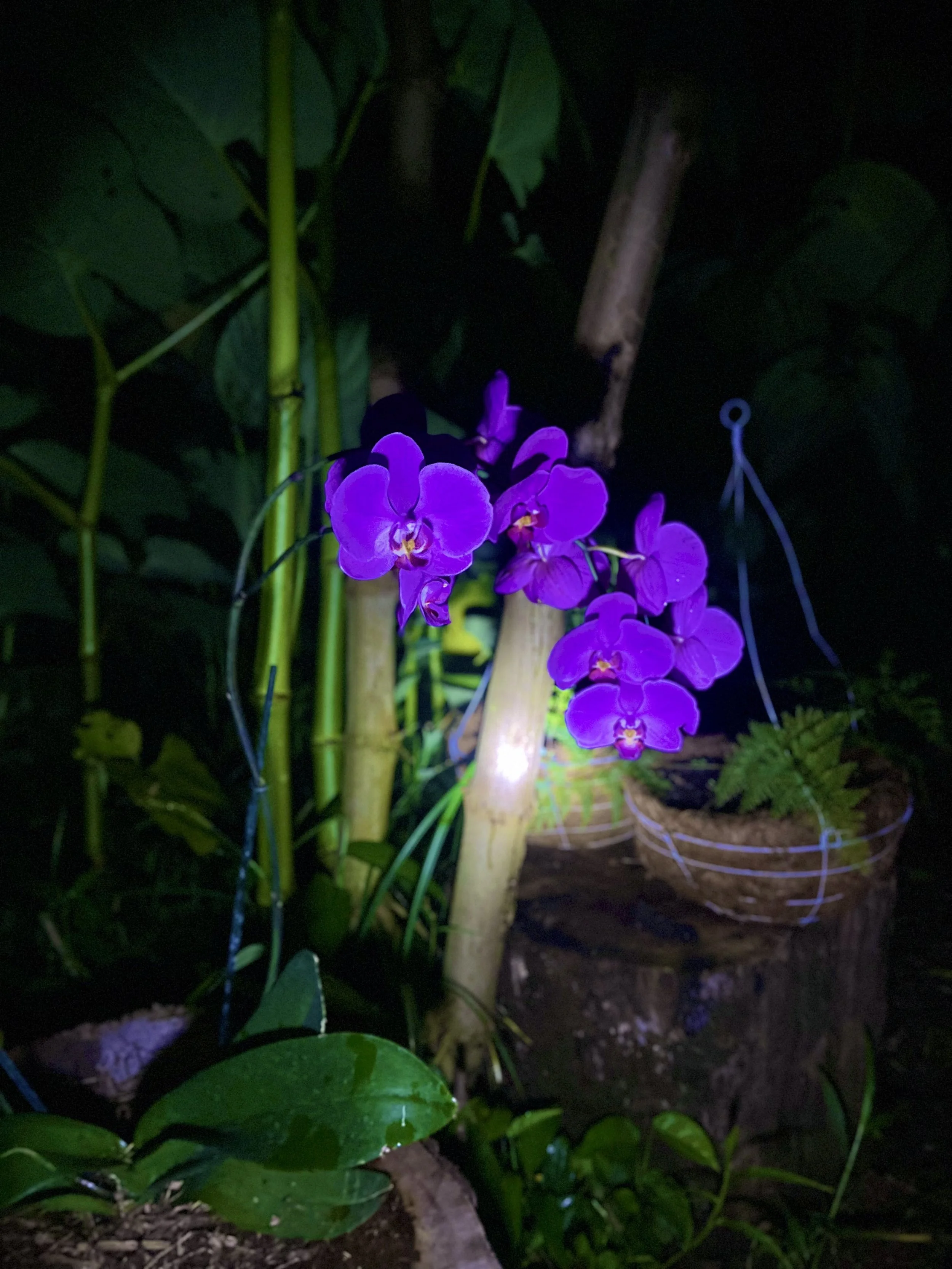 Botanical photograph of a purple moth orchid growing in a rainforest near San Carlos, Costa Rica, captured in low natural light.