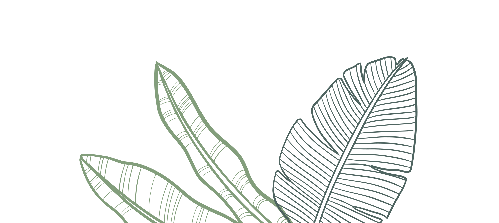 Abstract illustration of green leaves on a dark green background, featuring line patterns emphasizing leaf veins.