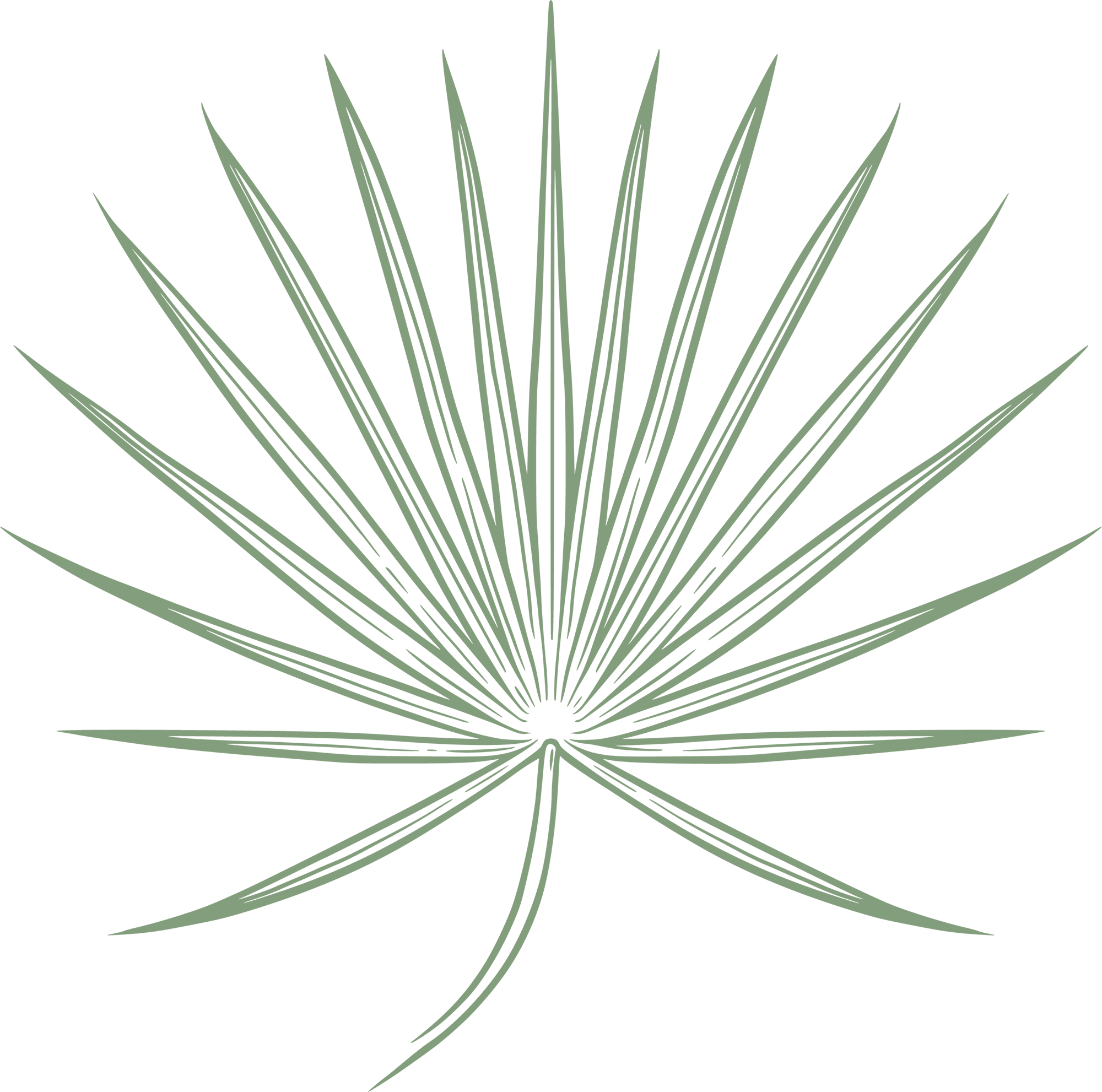 Illustration of a single palm leaf on a green background.