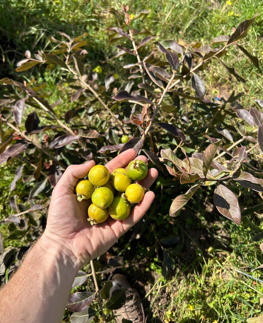 Psidium sp. 'Skittles'