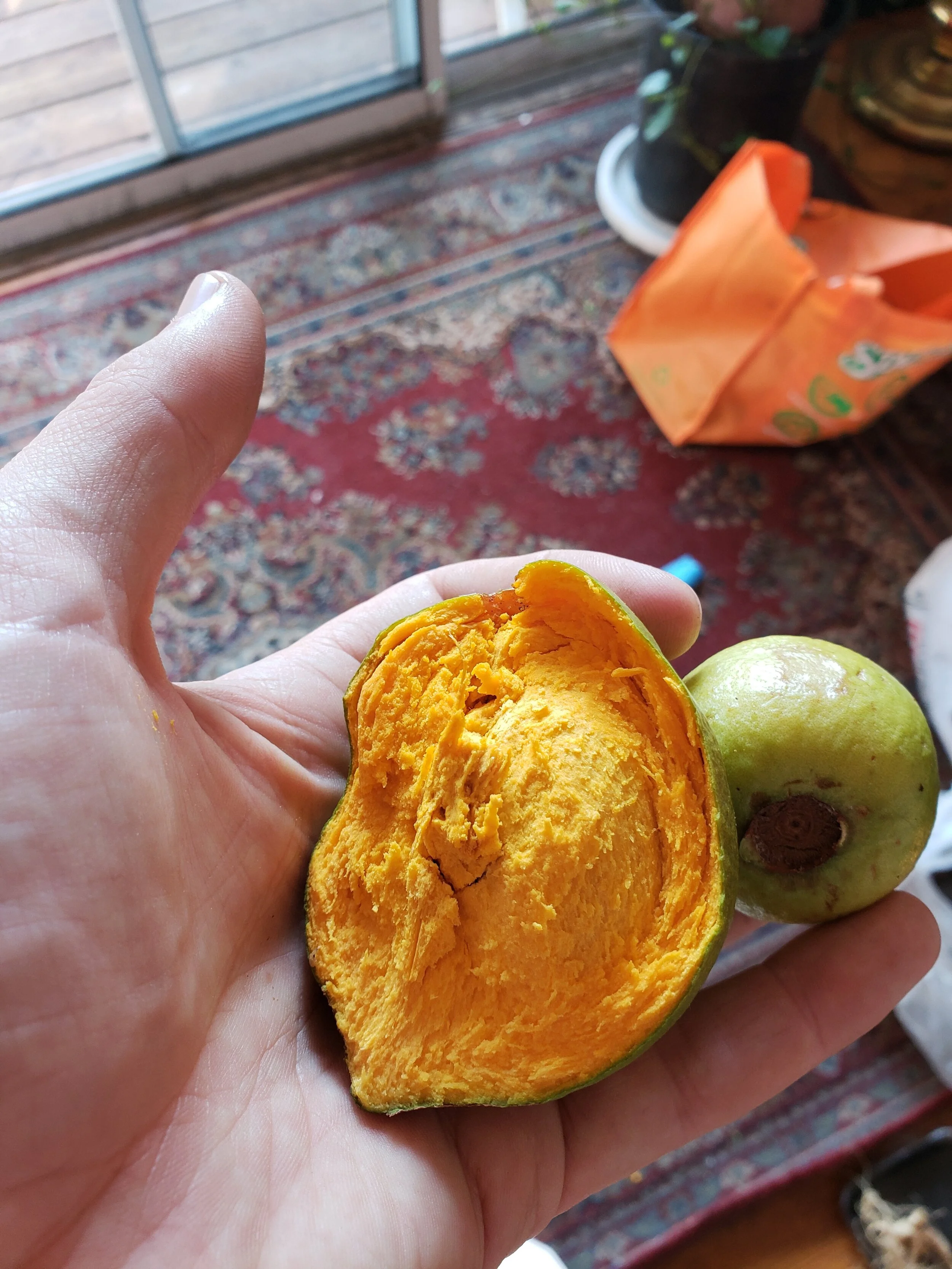 Pouteria lucuma, Lucuma — Wildlands Farm and Nursery