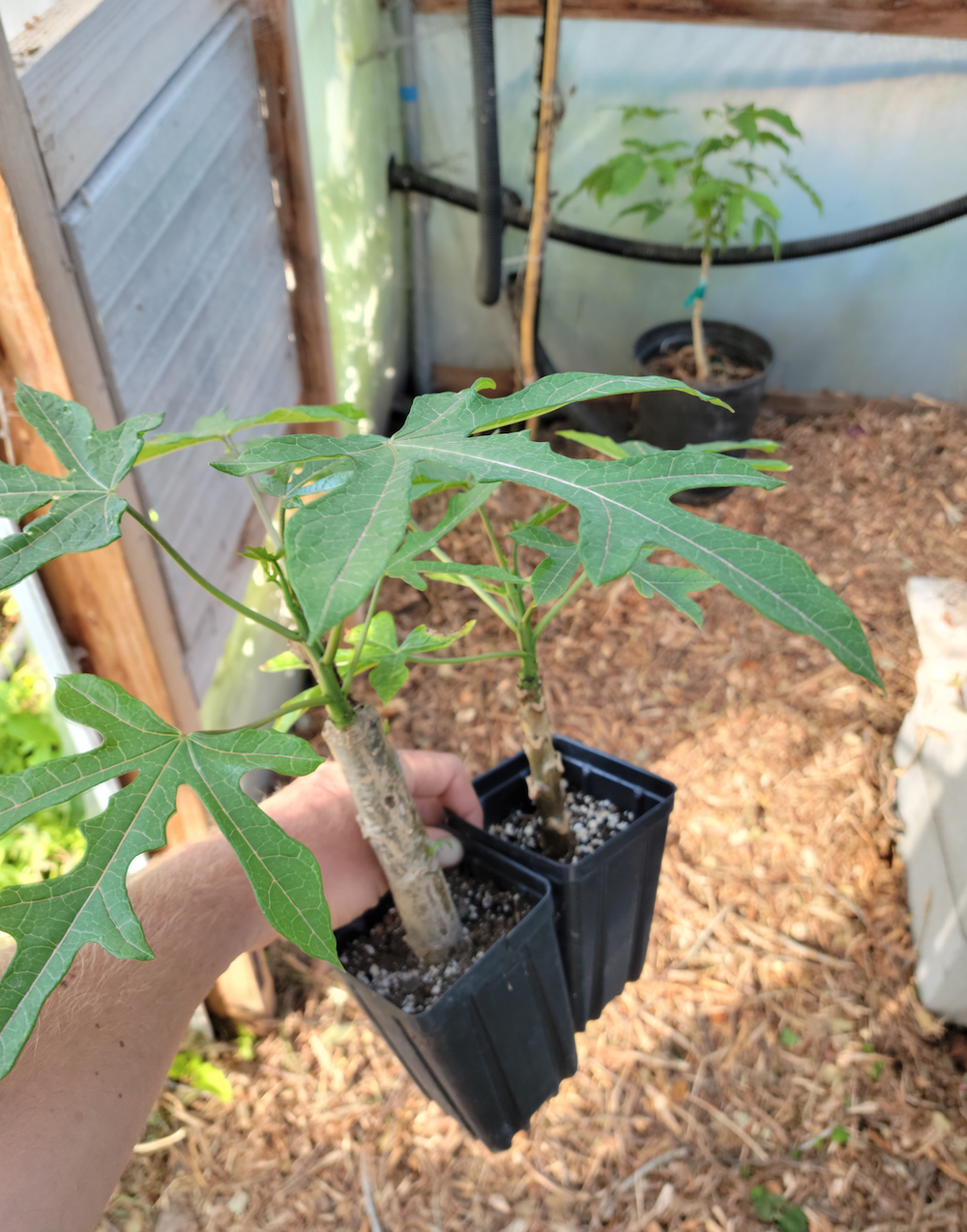 Babaco Papaya, Vasconcellea x pentagona  Wildlands Farm and Nursery