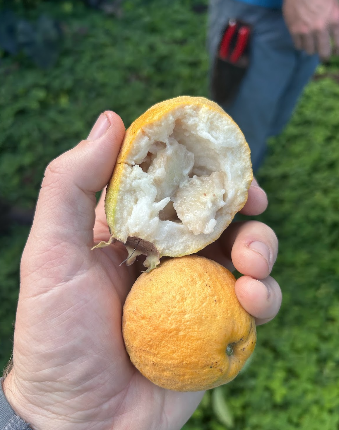 Screen Shot 2024-03-10 at 4.04.46 PM.png