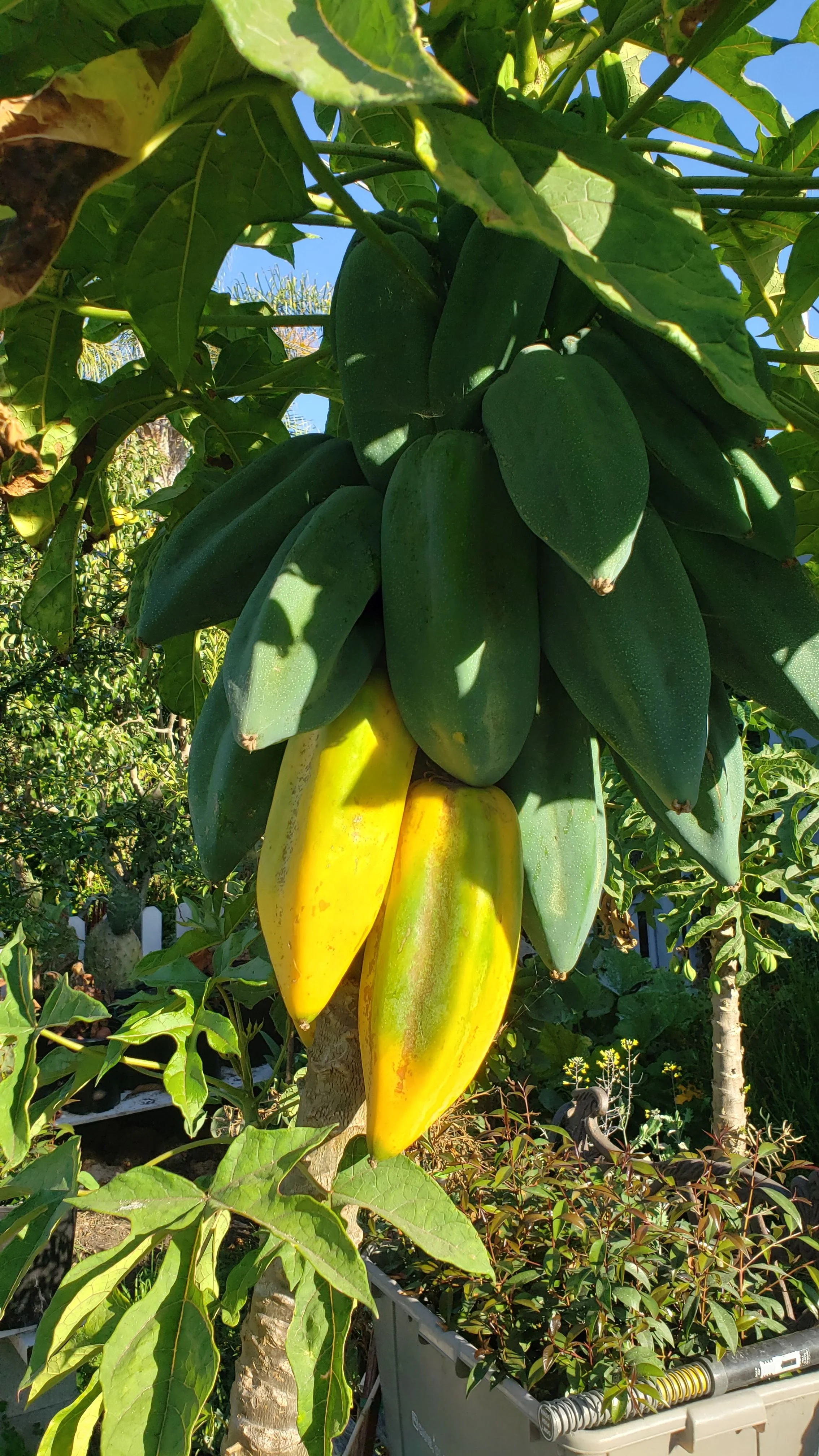 Babaco Papaya
