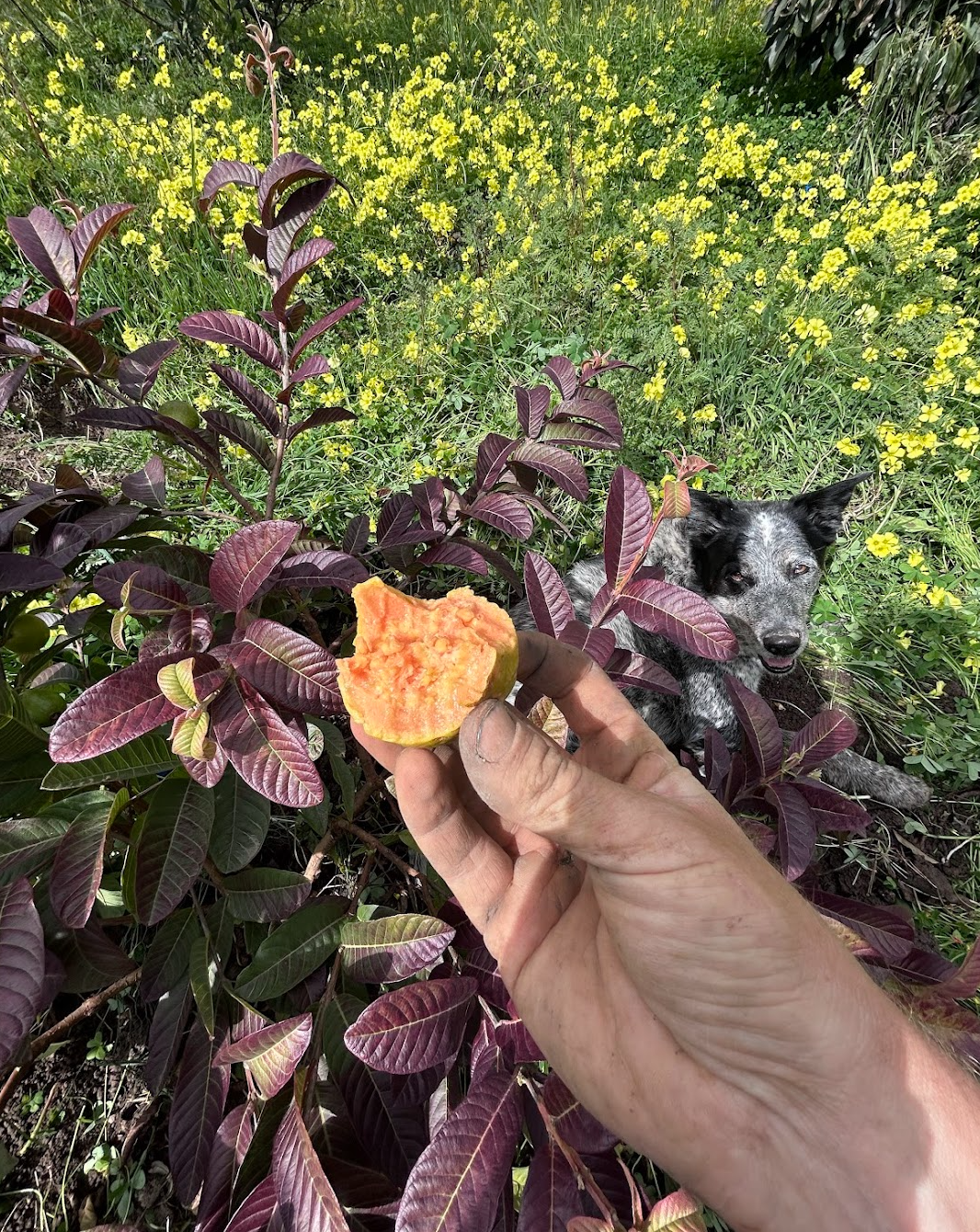 'Brazilian Orange' Guava