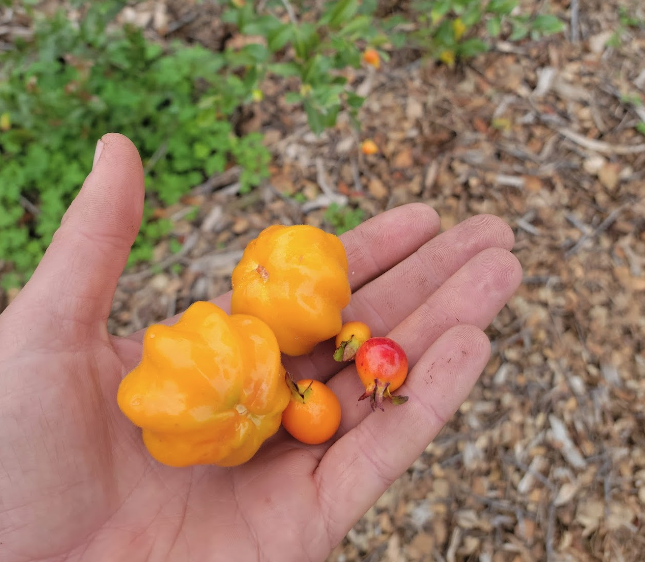 Screen Shot 2024-01-13 at 5.57.12 PM.png