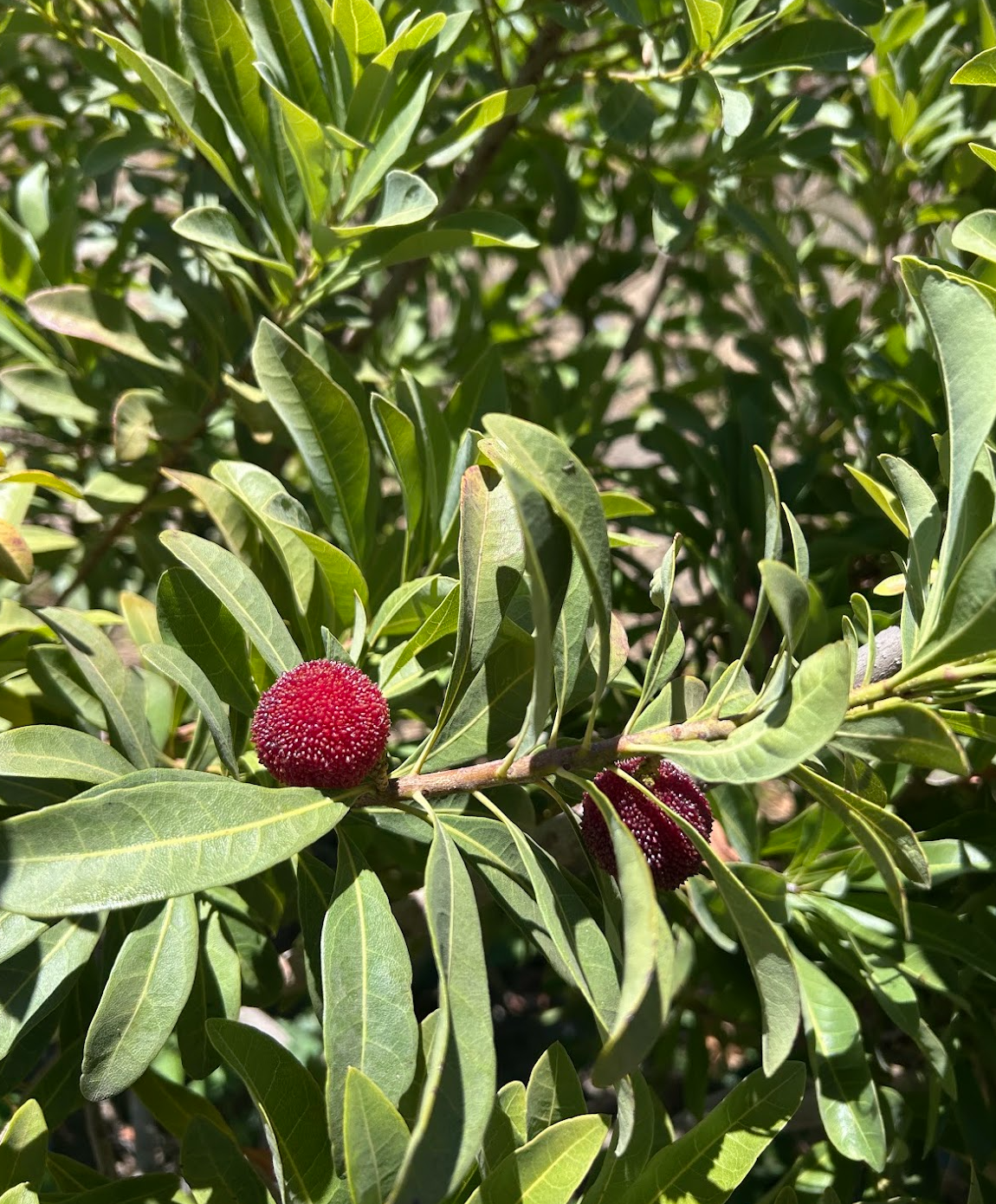 Screen Shot 2026-03-17 at 4.06.29 PM.png