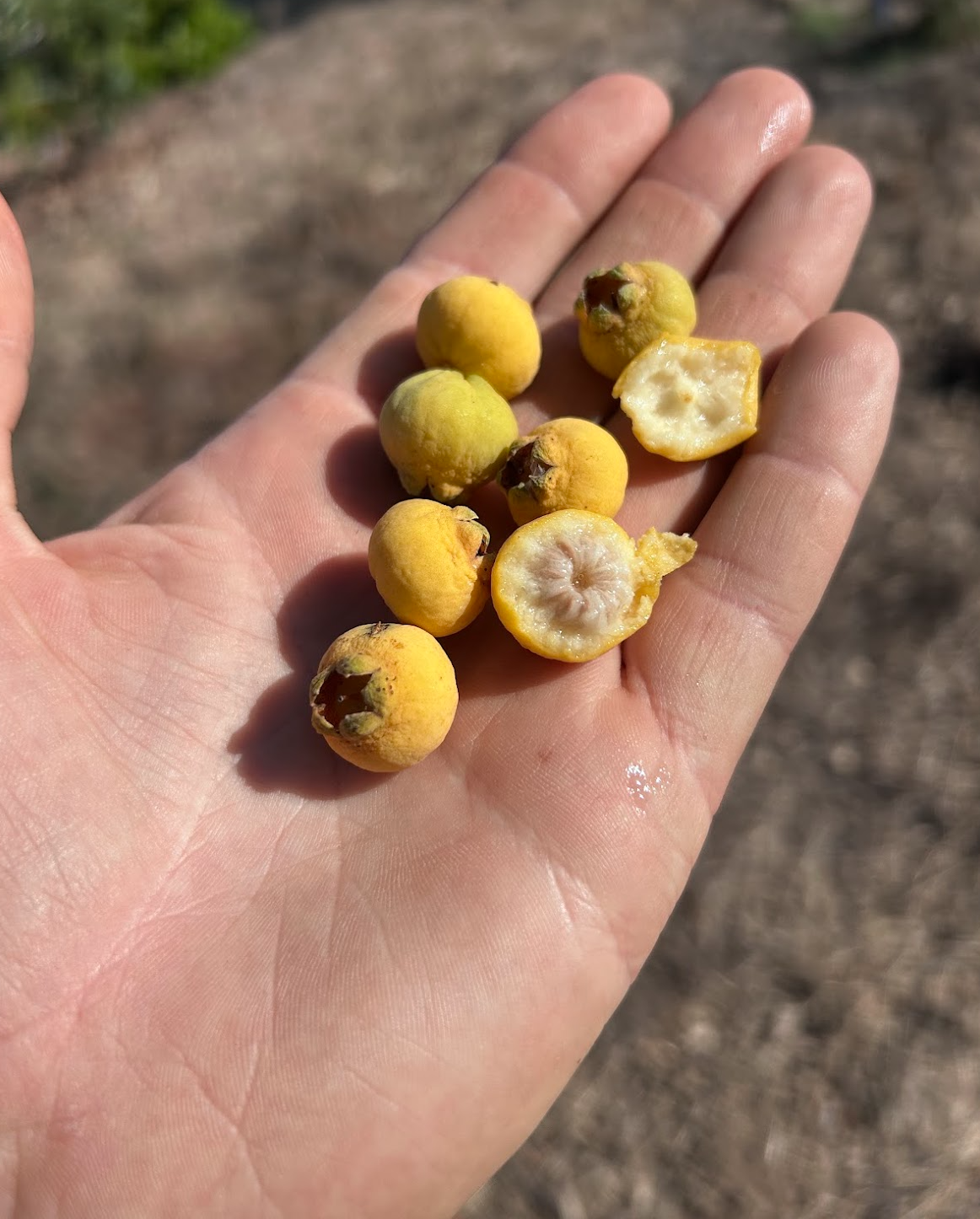 Campomanesia sp. 'Lemon Cherry'