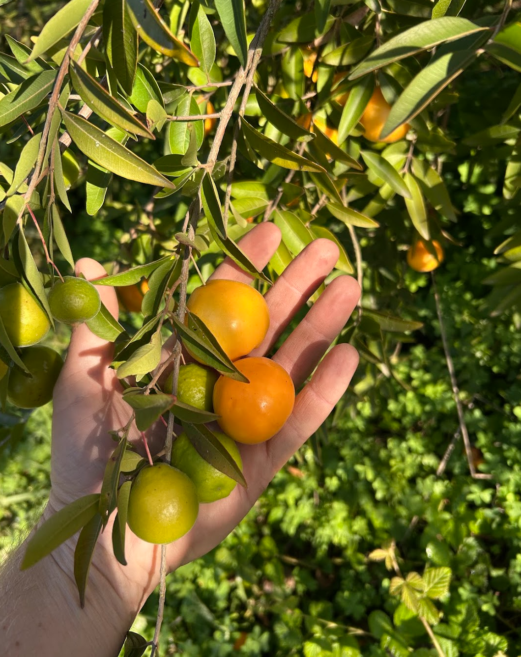 Screen Shot 2026-02-12 at 2.31.34 PM.png