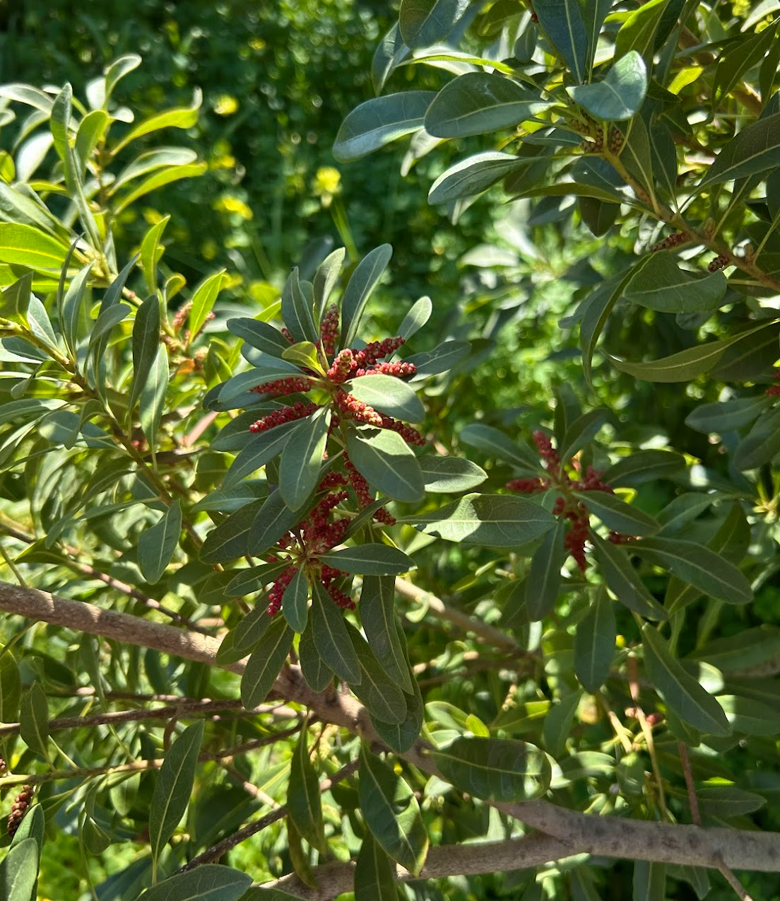 Screen Shot 2026-02-25 at 7.42.11 PM.png