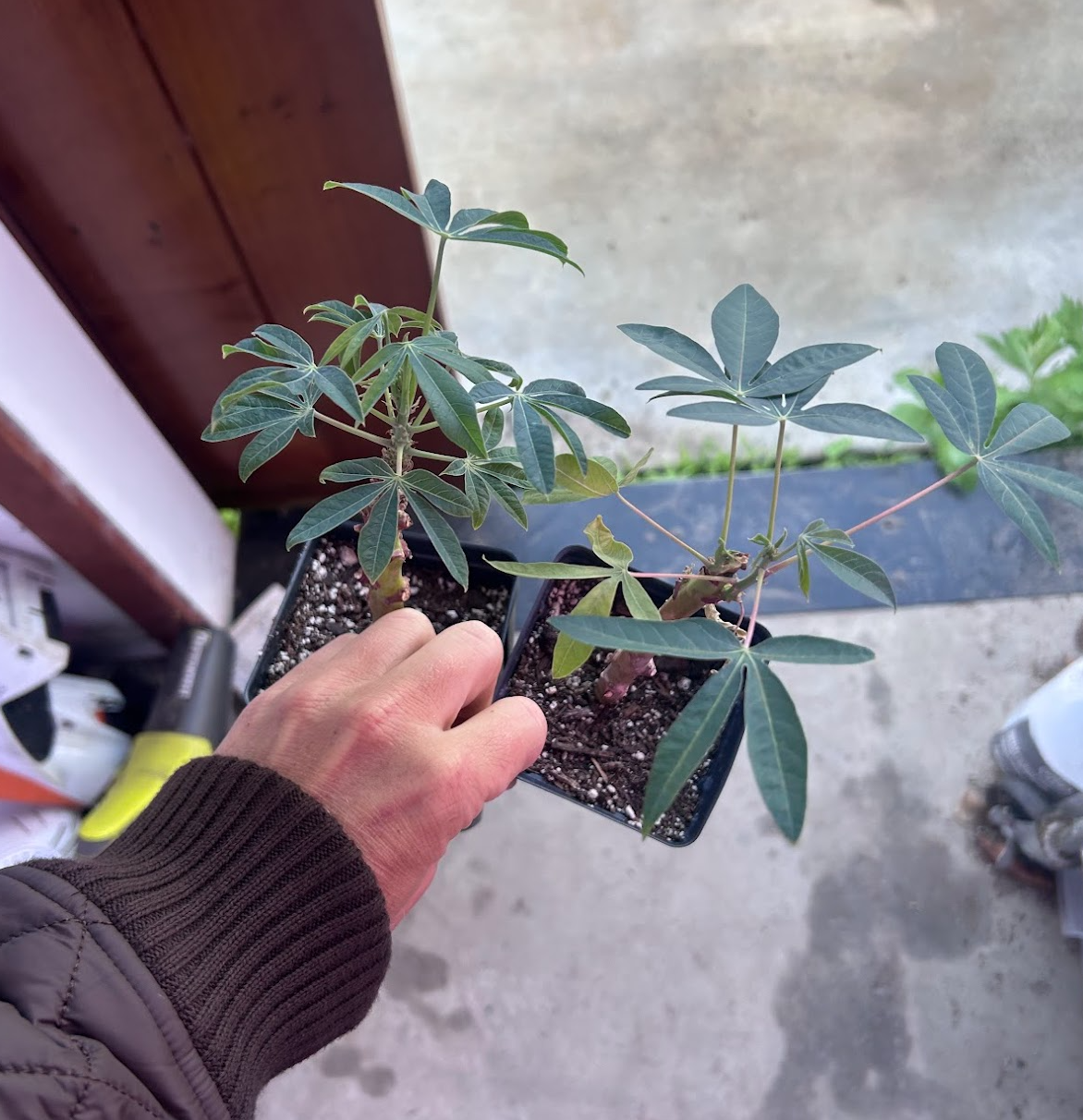 Steven Murray's "Sweet Cassava"