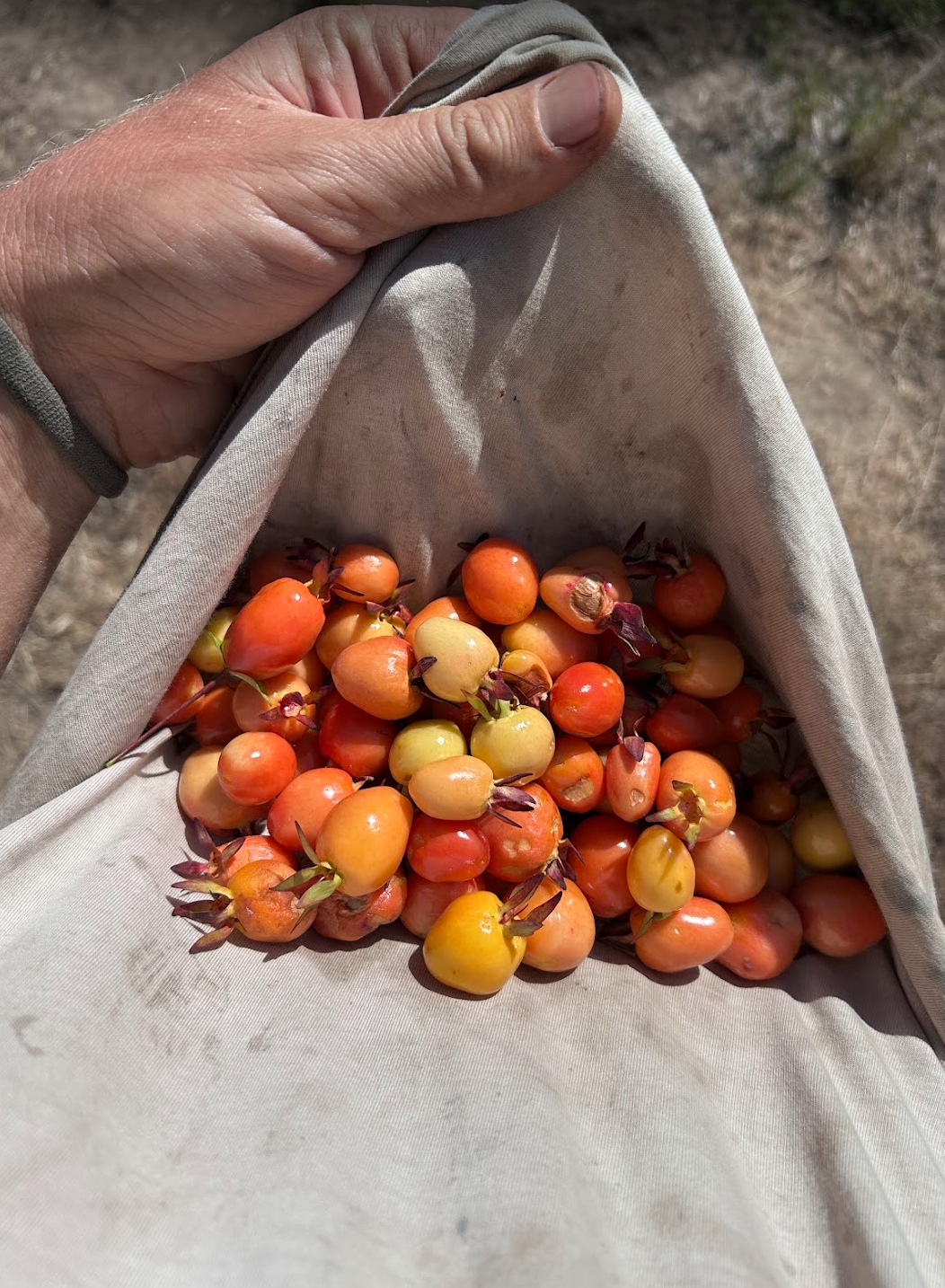 Screen Shot 2026-02-12 at 2.46.10 PM.png