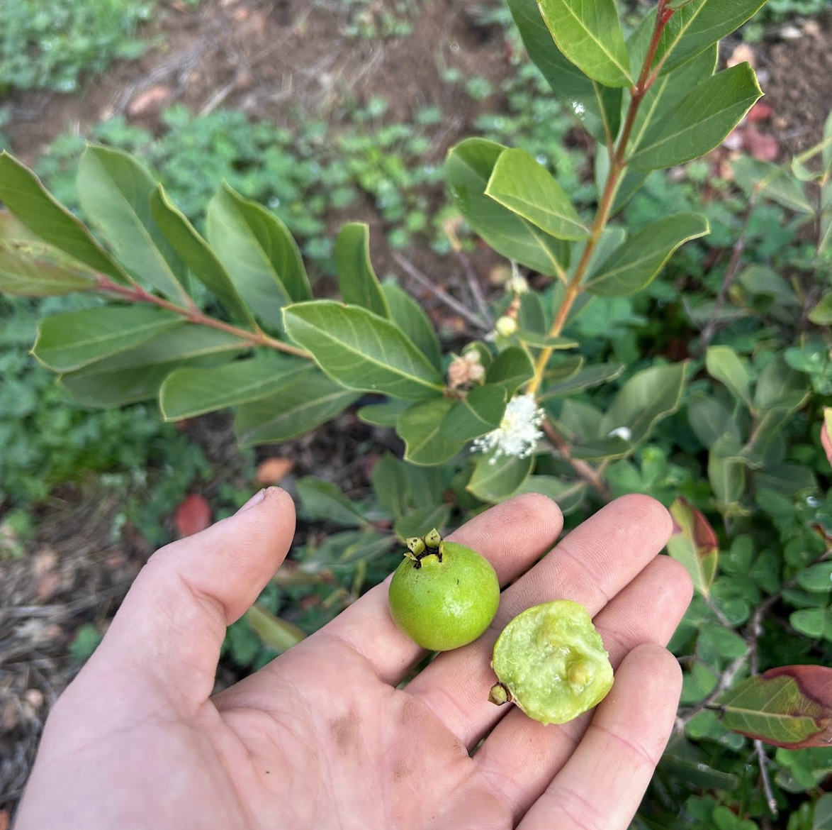 Psidium grandifolium var. parvifolium