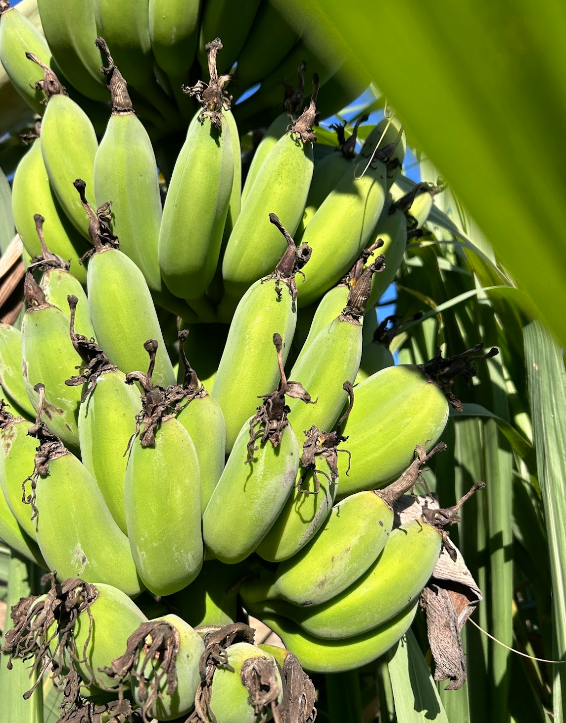 Gold Finger Banana