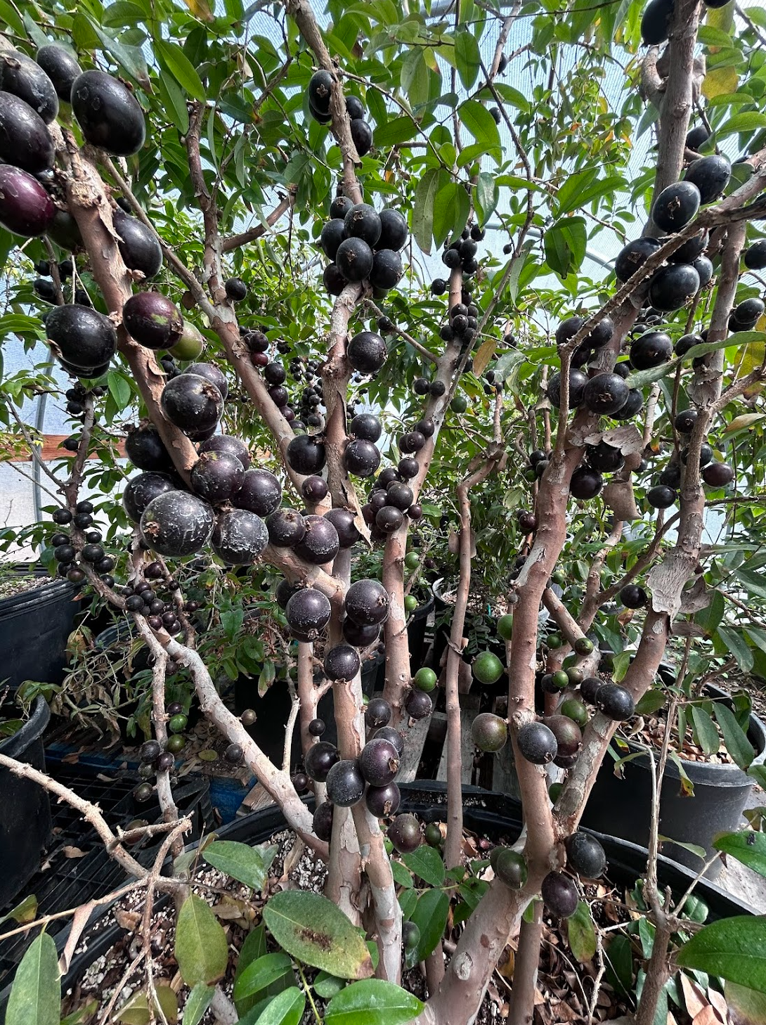 Screen Shot 2026-02-12 at 3.47.43 PM.png