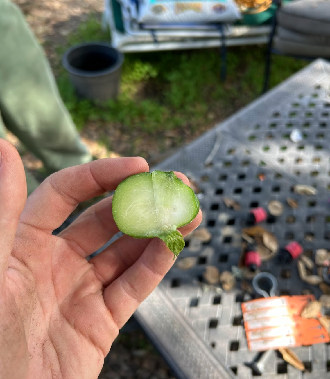 Screen Shot 2026-03-31 at 1.24.45 PM.png