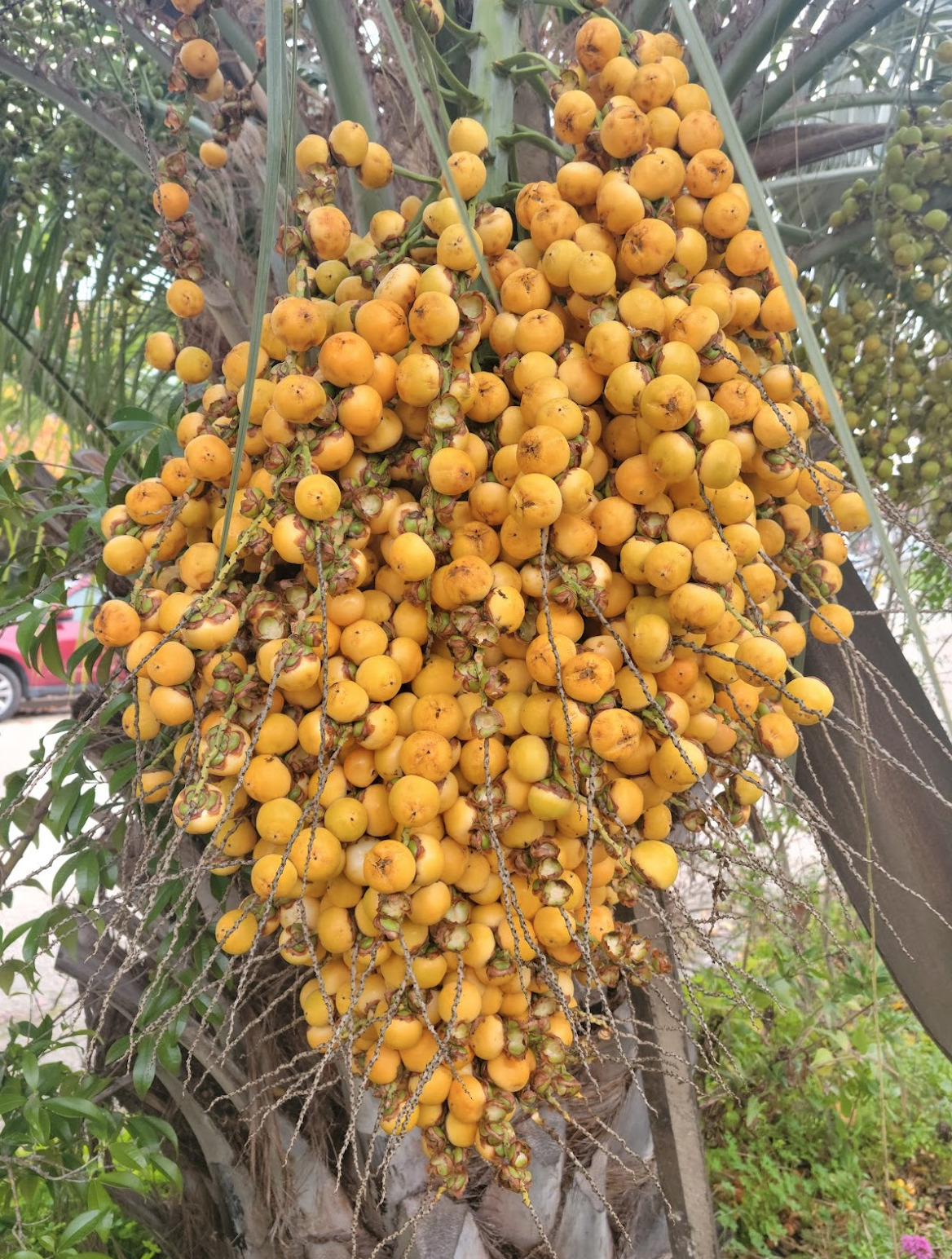 Screen Shot 2024-01-14 at 9.10.47 AM.png