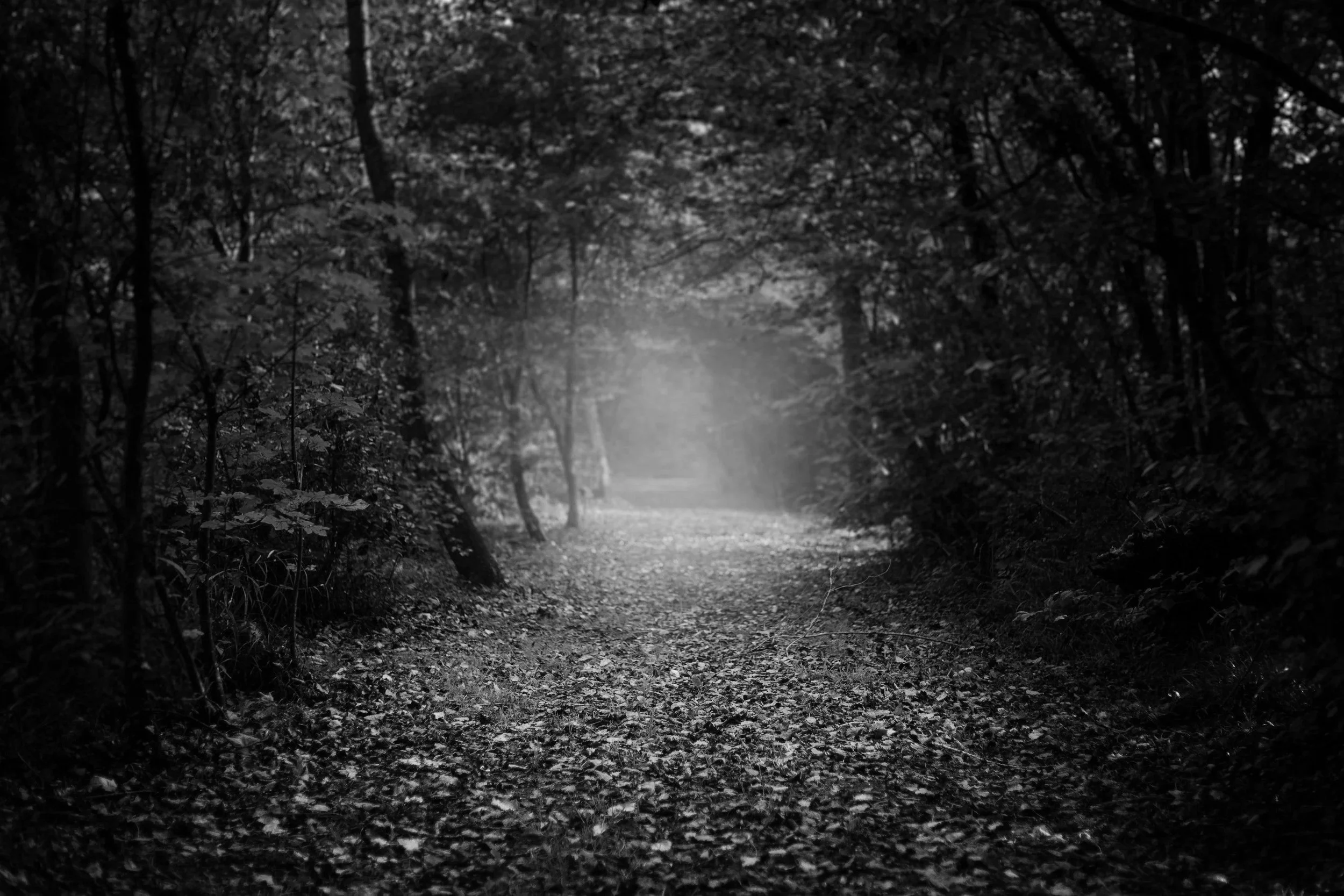 A black and white image of a wooded forest trail with trees on both sides and light fog or mist at the end of the path.