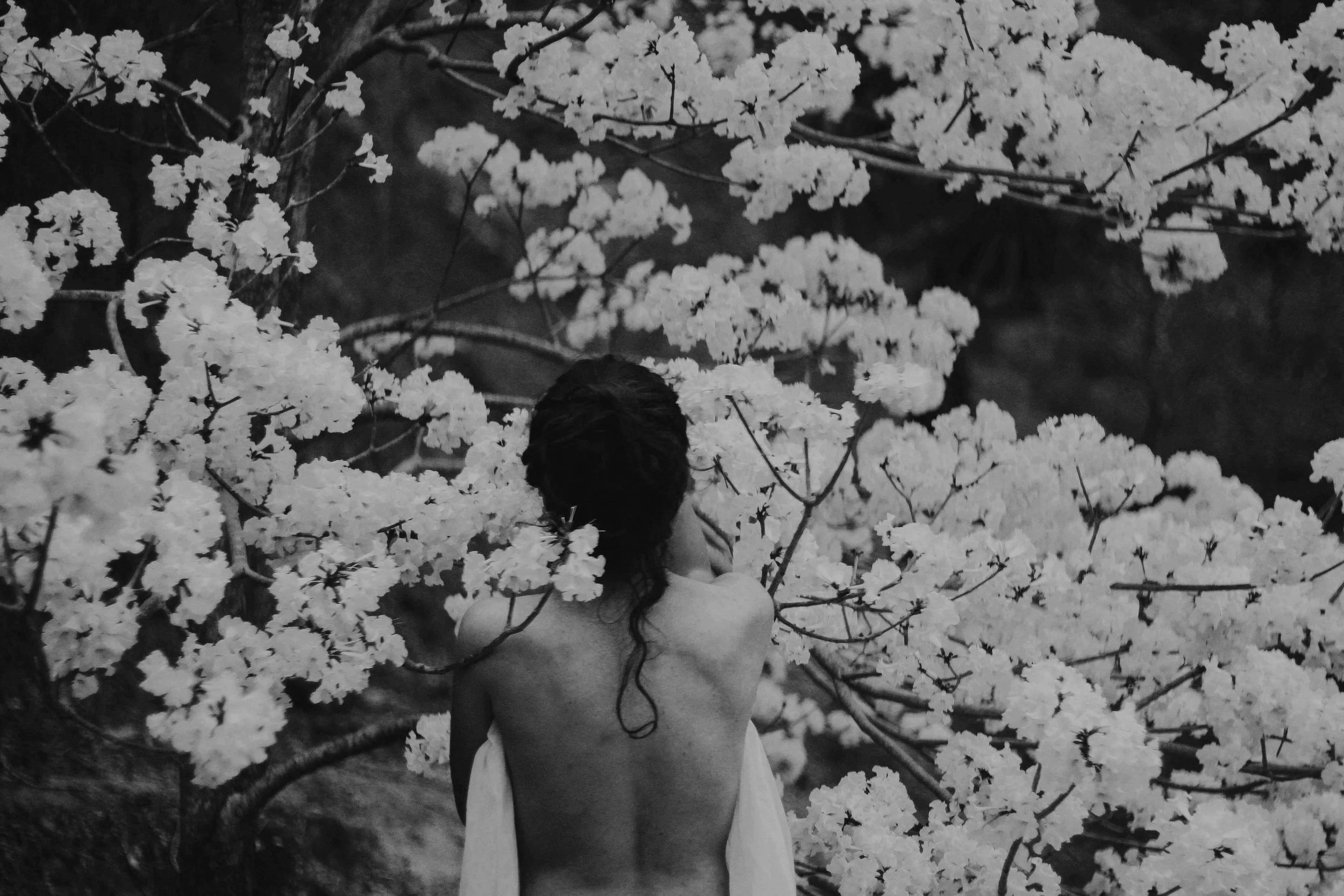 A person with long hair seen from behind, standing among flowering trees with white blossoms, in a black and white photograph.