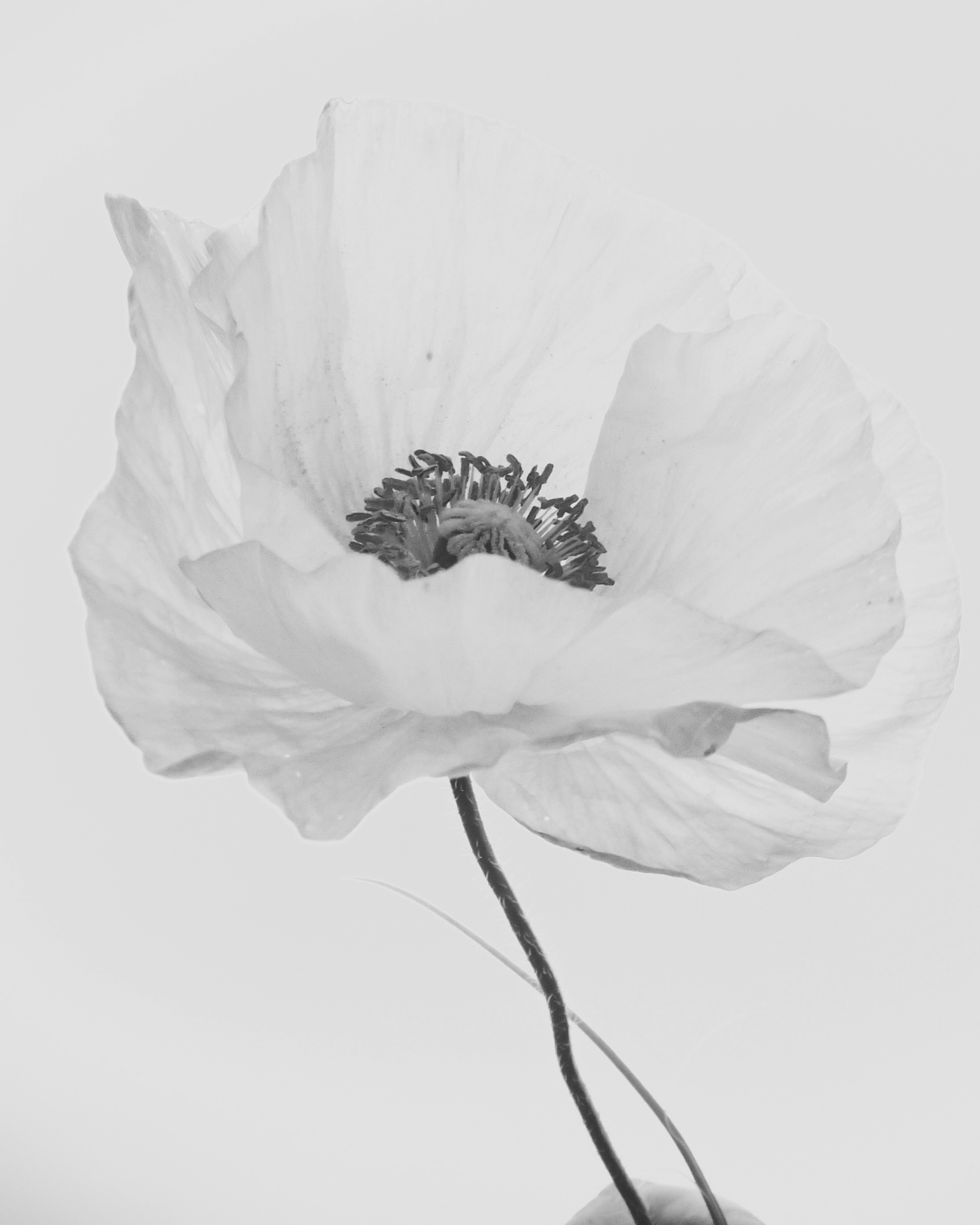 Black and white close-up of a poppy flower with delicate petals, a central seed capsule, and a thin, curved stem.