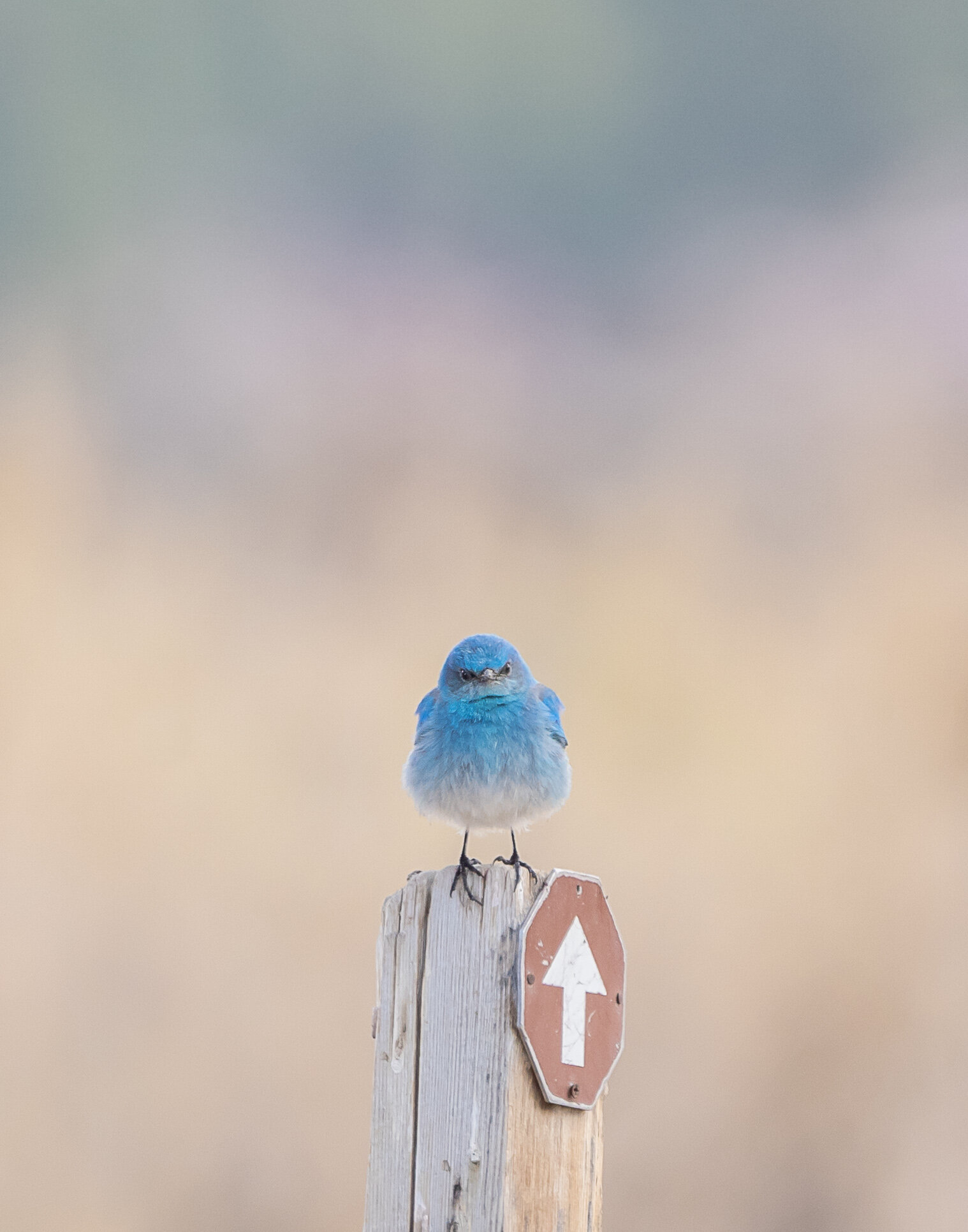 Optimized for Web Vertical Birds MBB V3.jpg