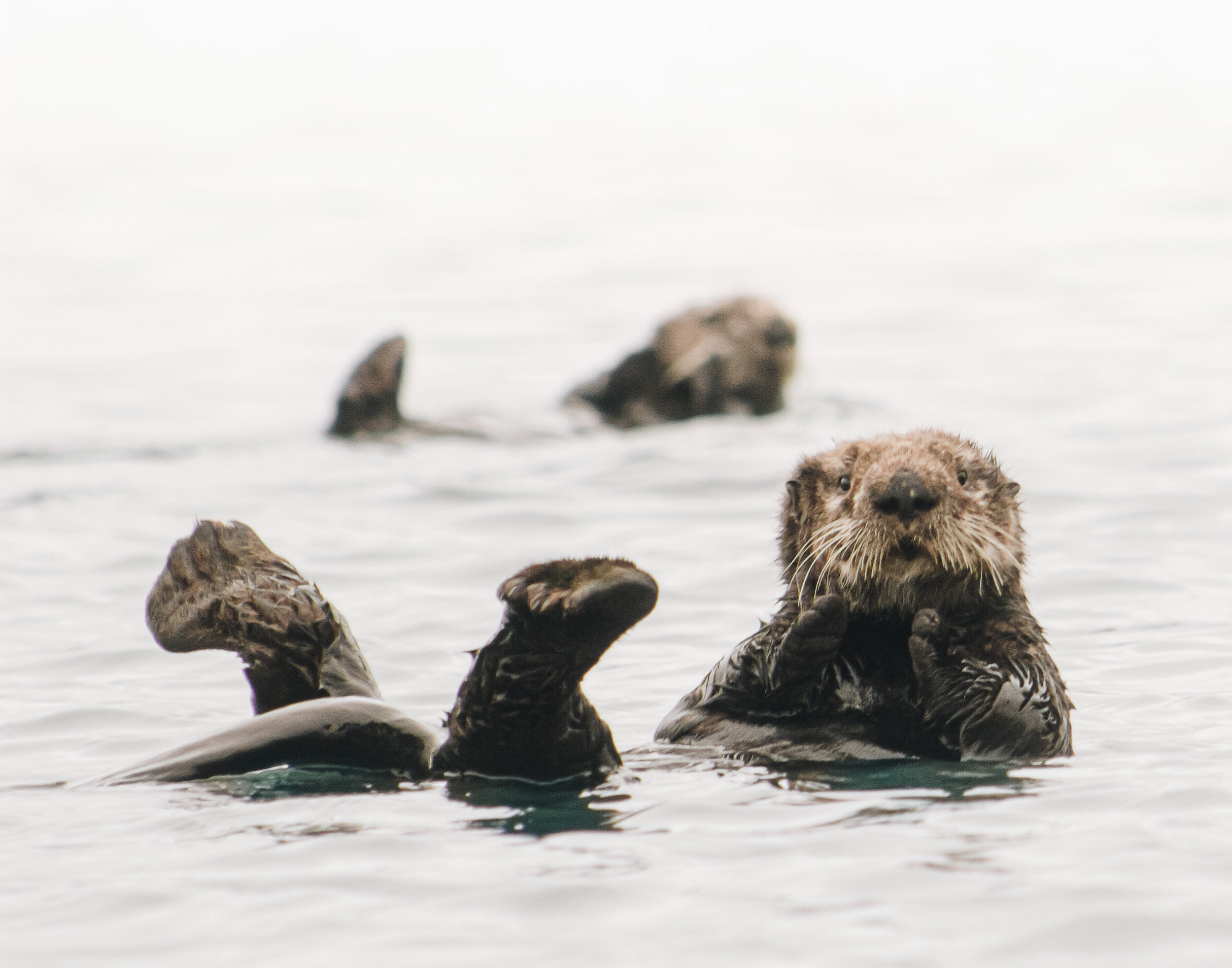 Optimized Web Otters V3.jpg