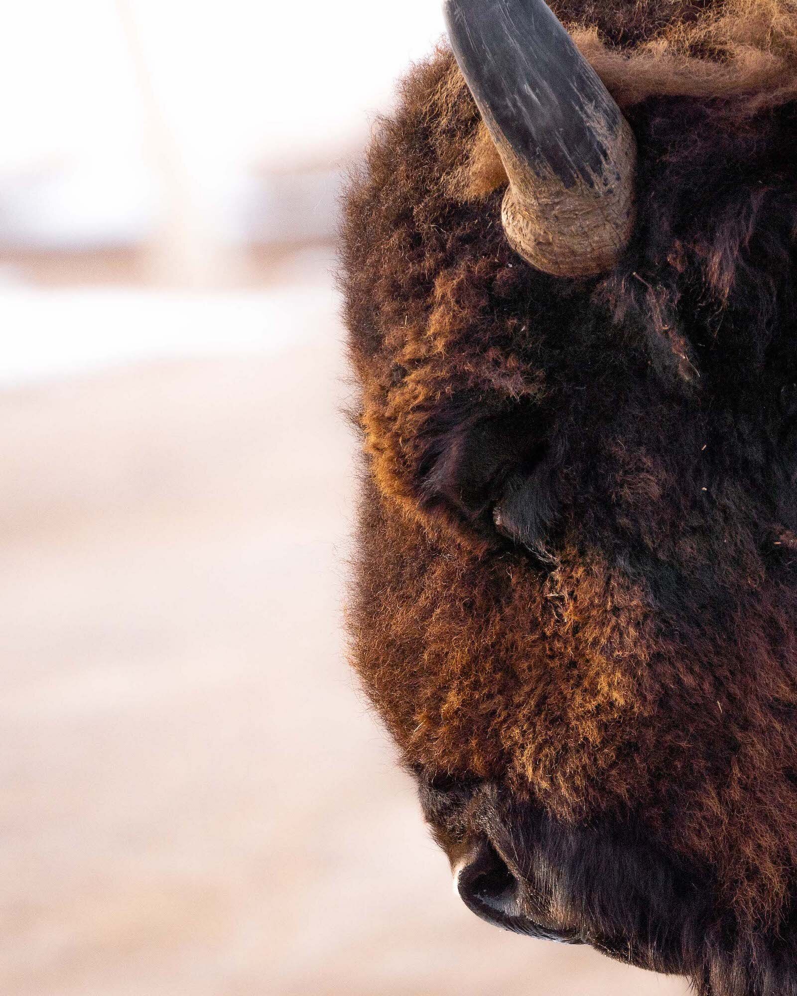 Optimized for Web Bison Bull.jpg