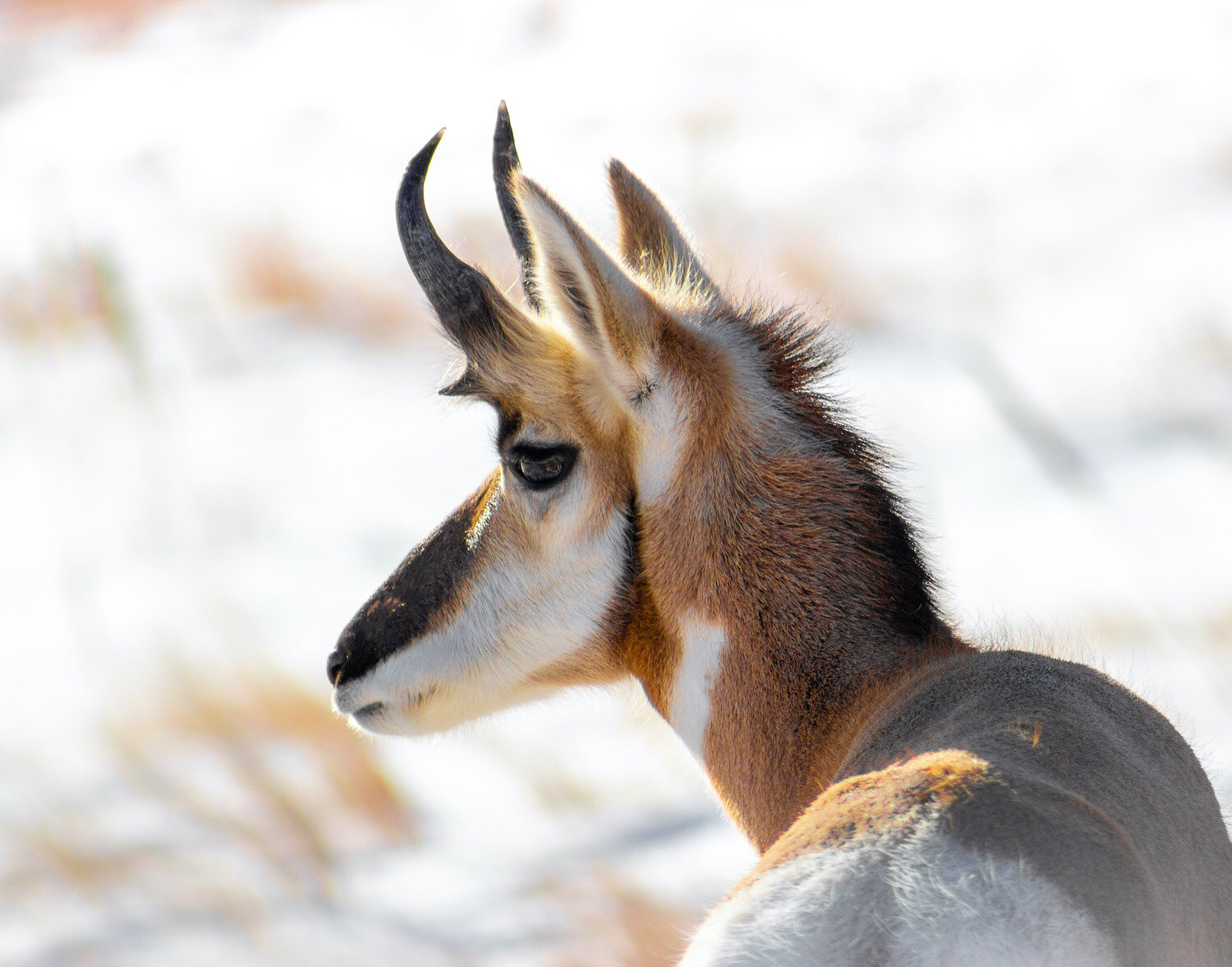 Optimized Web Pronghorn.jpg