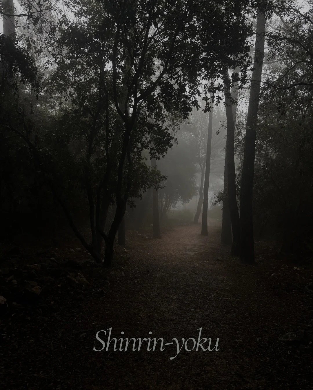 I took a forest bath today&hellip; it was pure magic.

There&rsquo;s something about walking in the rain in the forest that clears the mind and brings you back to your essence. 

The perfect energy to start the week.. ✨