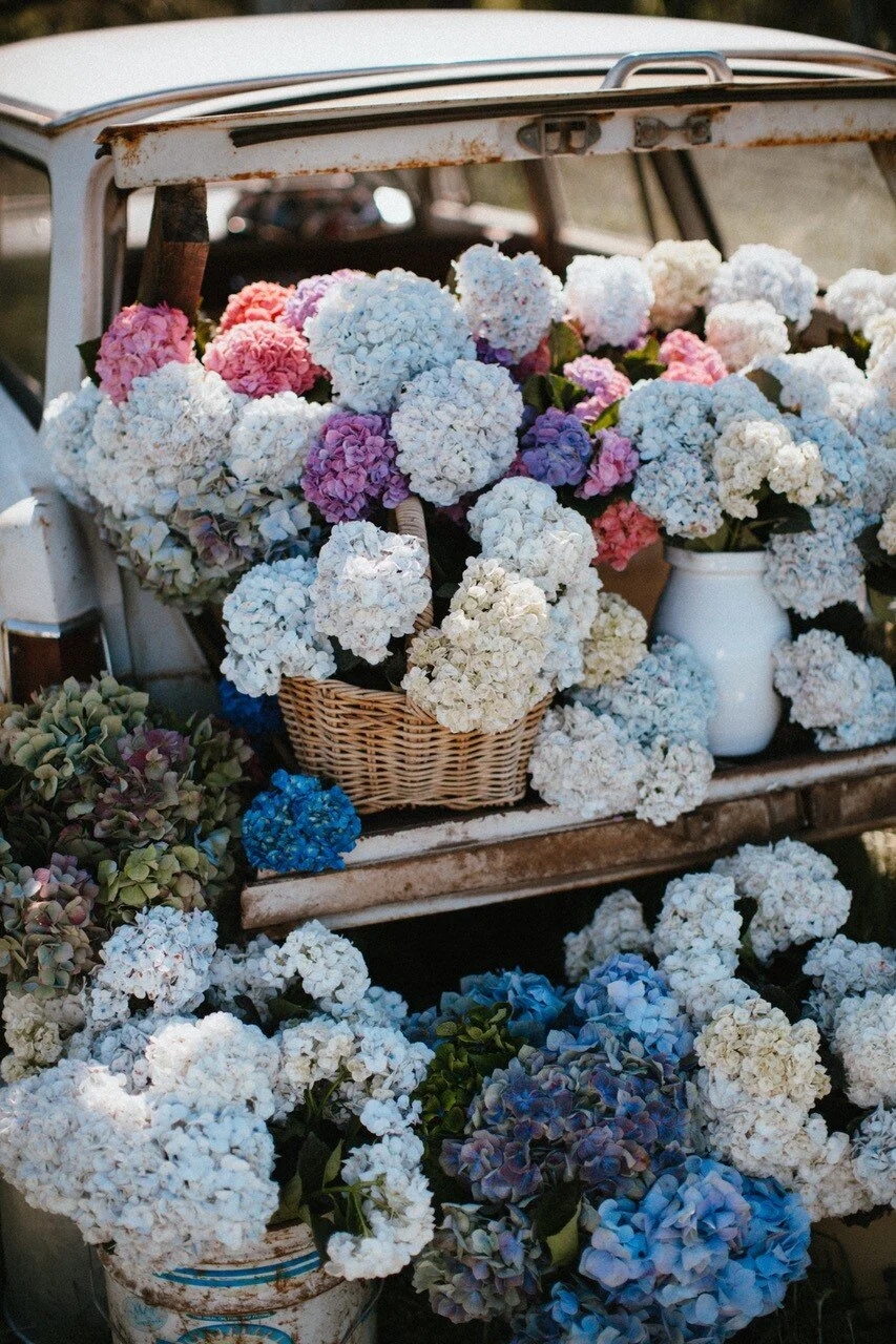 Hydrangeas Holden, No.2