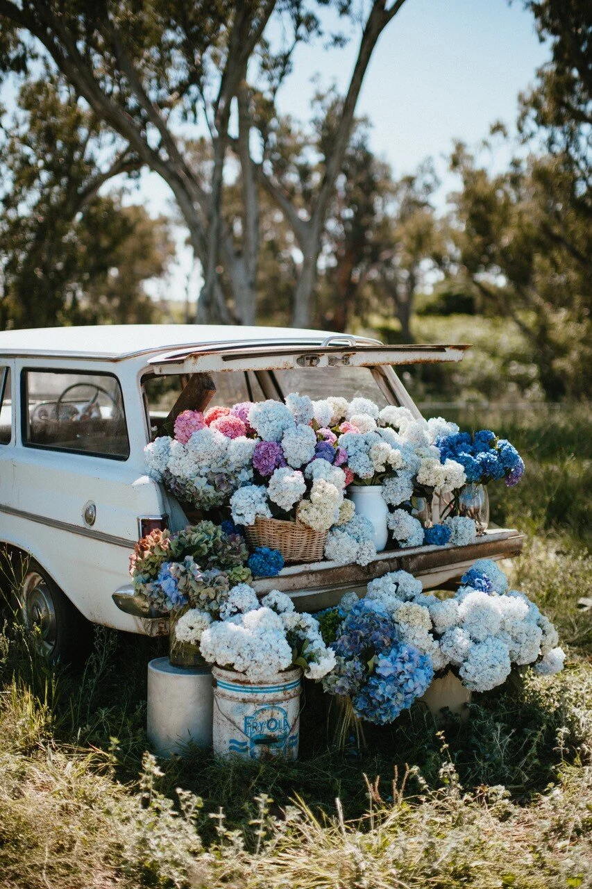 Hydrangeas Holden, No.3